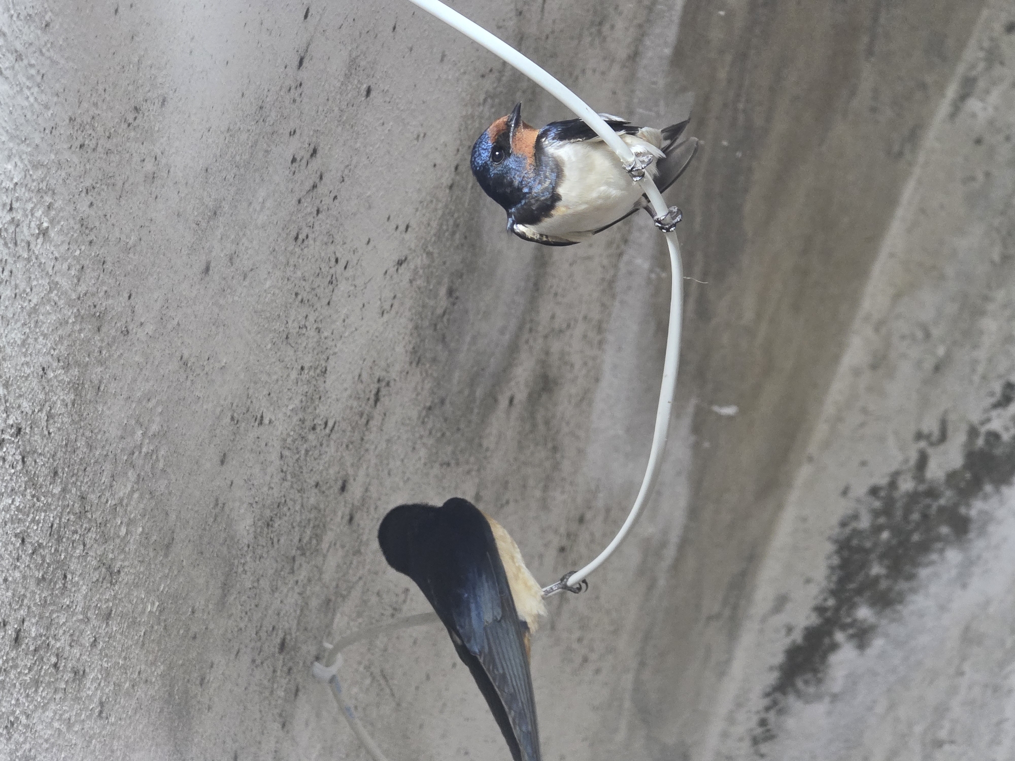Wildlife spotted in Bulgarian village: swallows and spiders documented