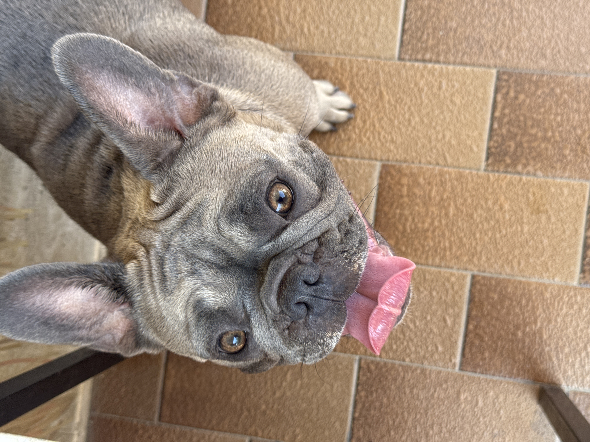 French Bulldogs hanging out on a sunny Italian patio