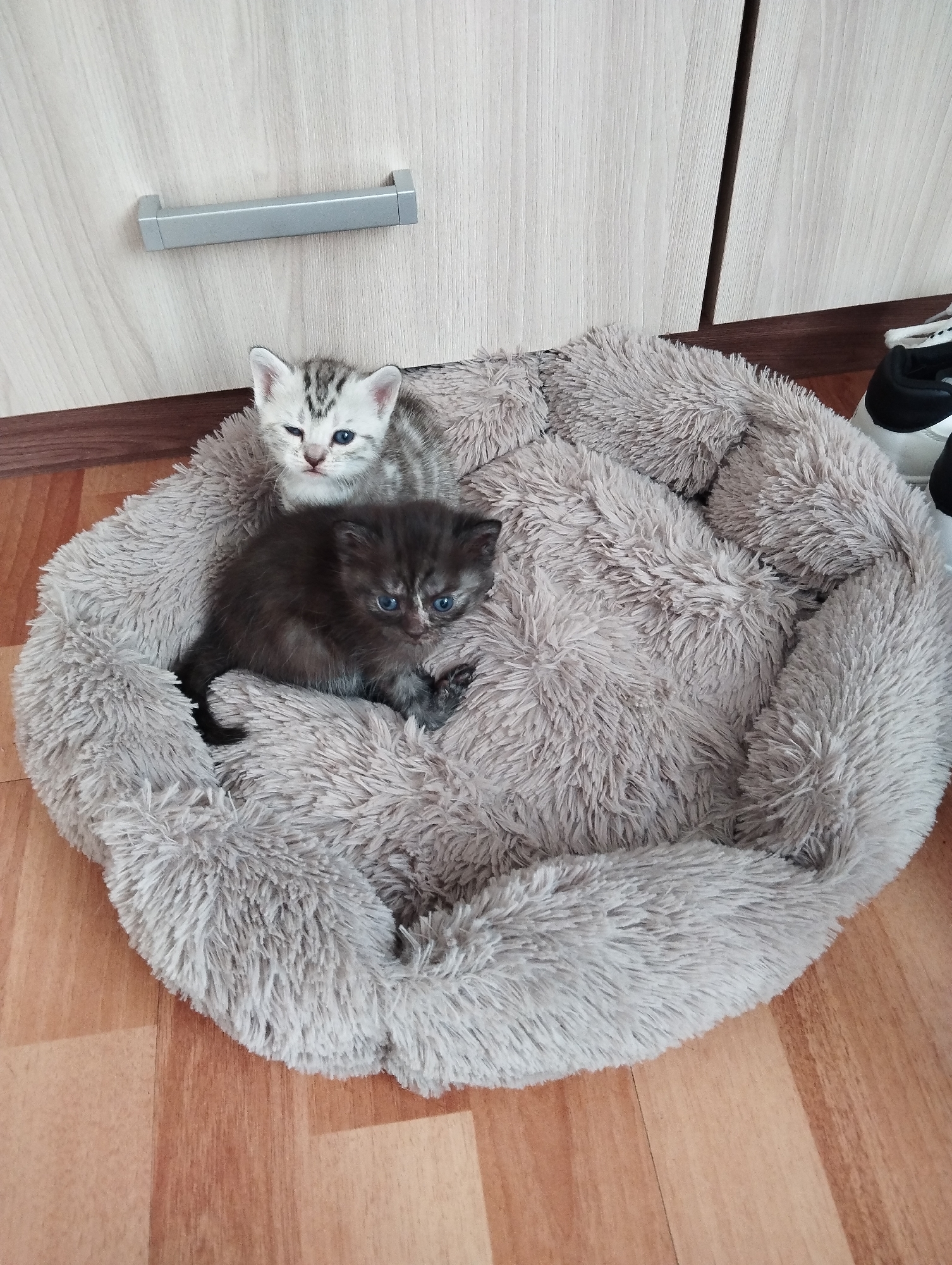 Quiet domestic moments with kittens and houseplant in Russia