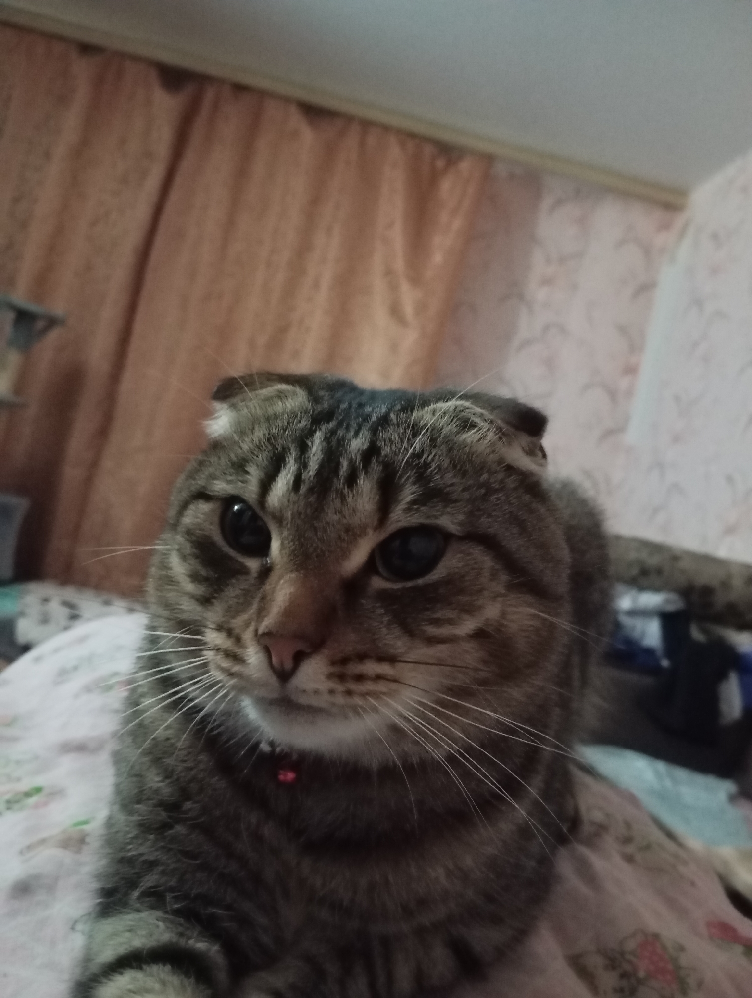 Folded-ear tabby cat relaxing on a bed, shot up close.