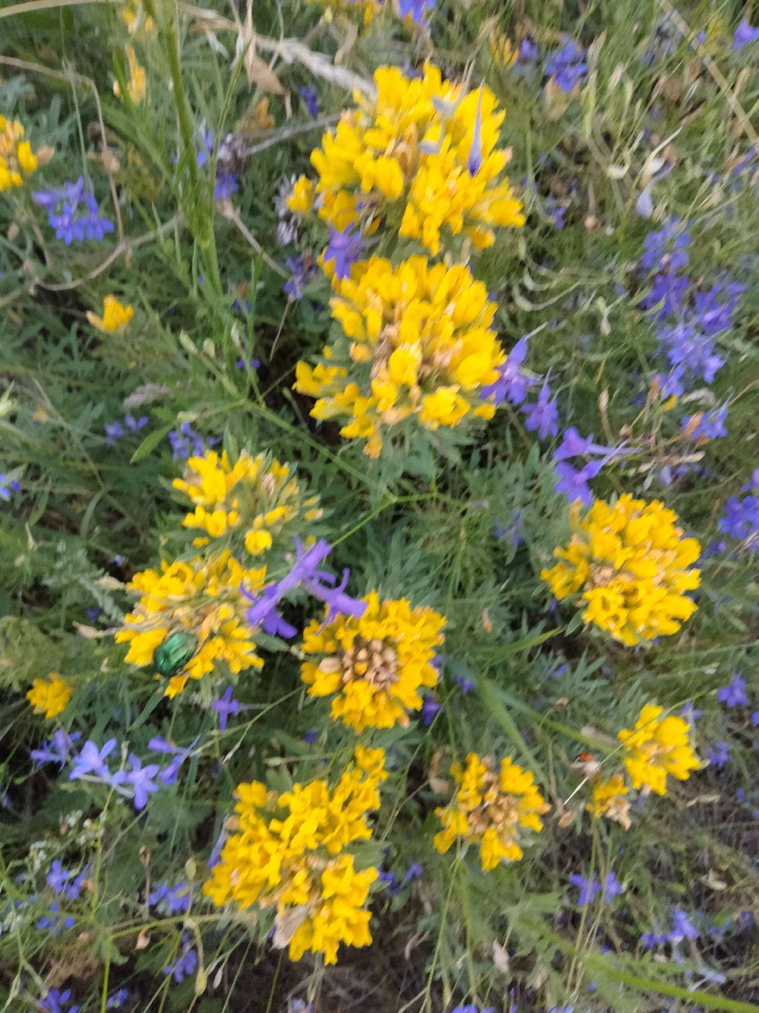 Wildflowers and open fields at dusk in rural Ukraine