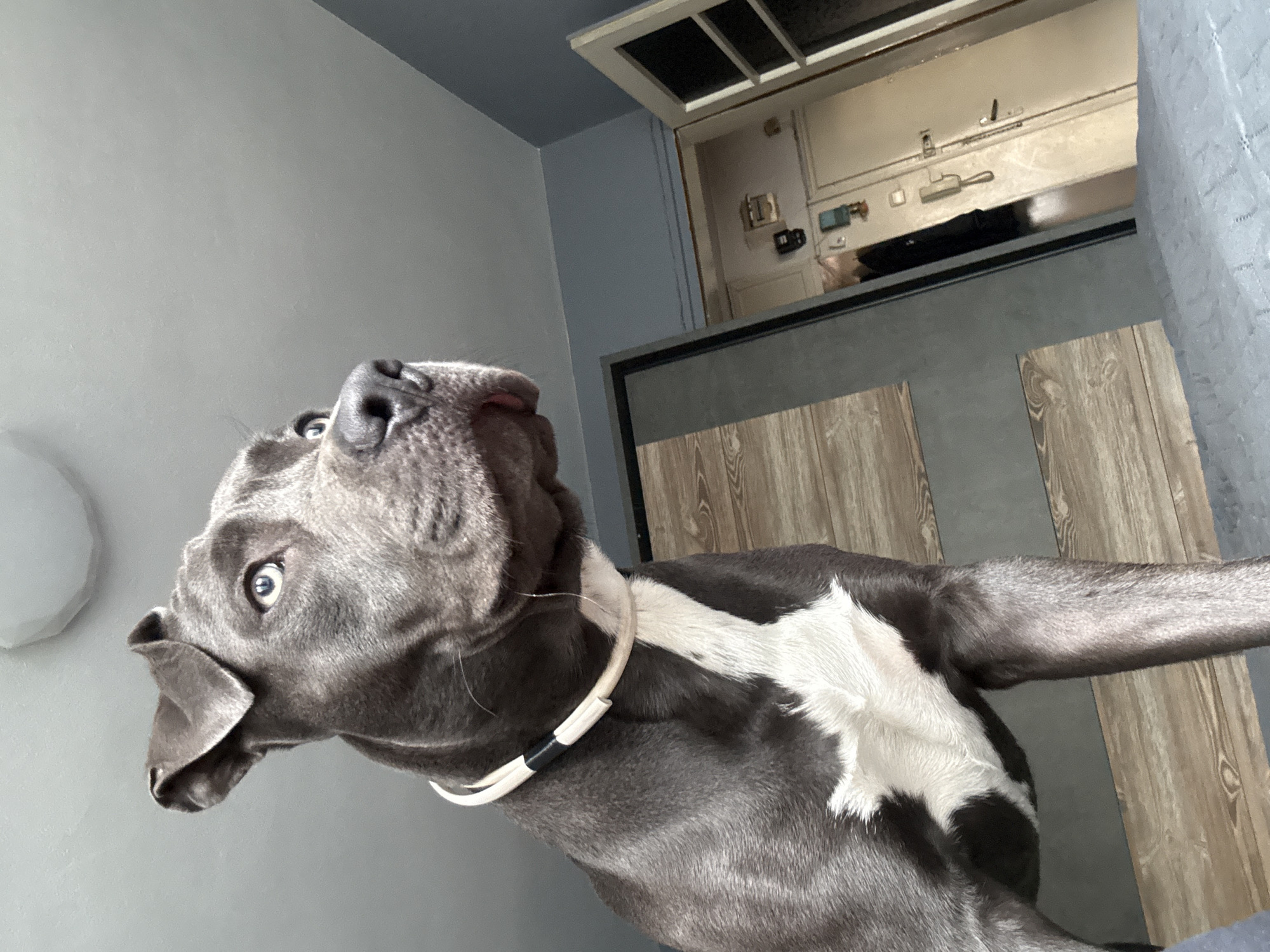 Blue Staffy with pale eyes photographed indoors in Varna