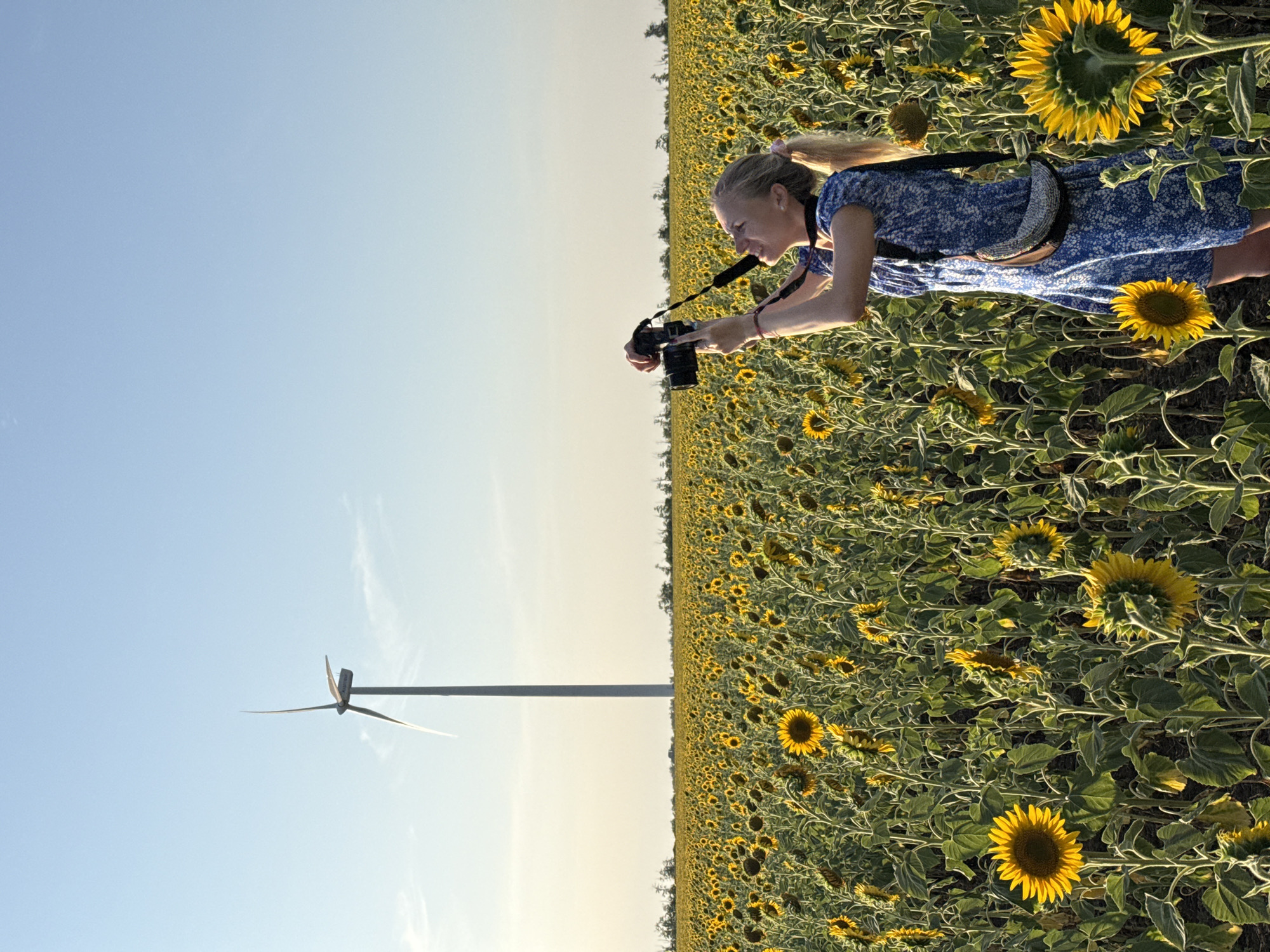 Sunflower fields and wind turbines in rural Ukraine