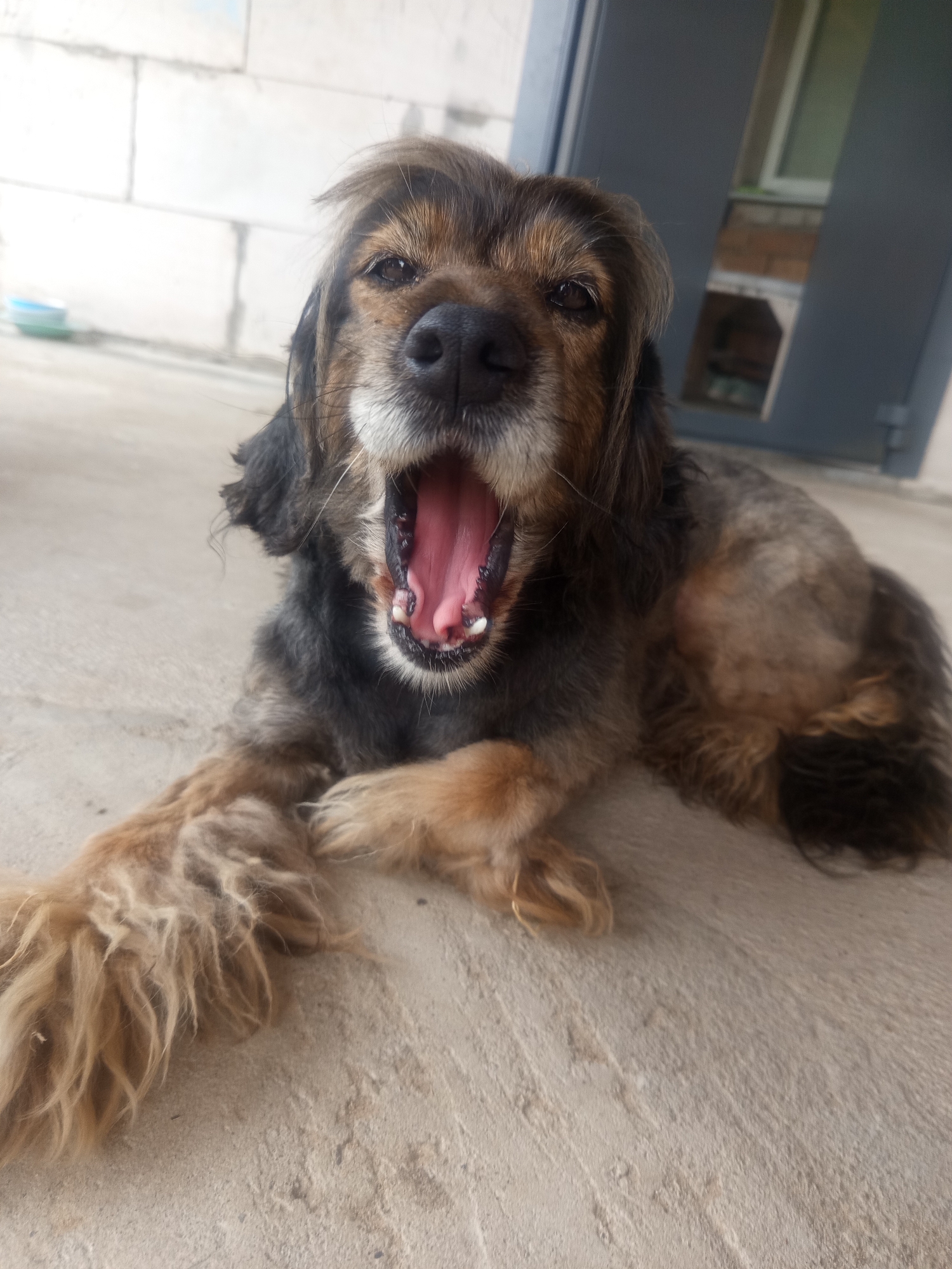 Scruffy dog takes a lazy break on concrete in Belarus