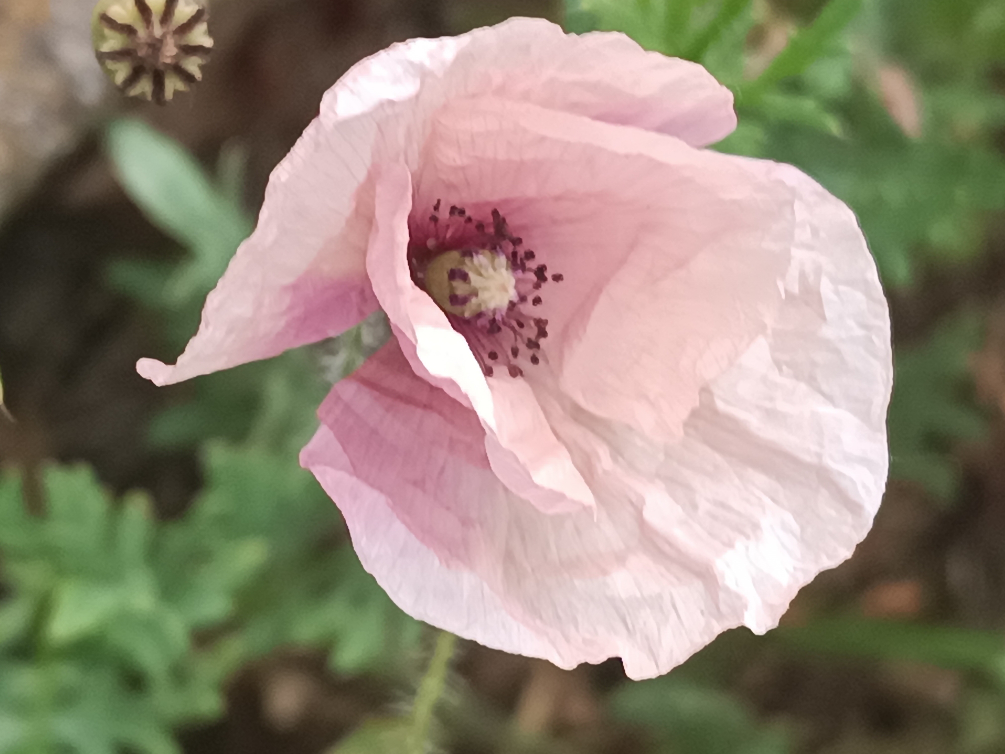 Amateur naturalist documents spring flora and fauna in Viadana