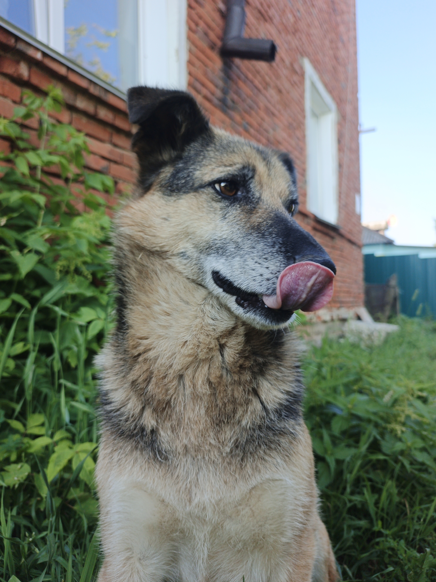 Dogs, flowers, and a summer sunset in rural Medvedyovka