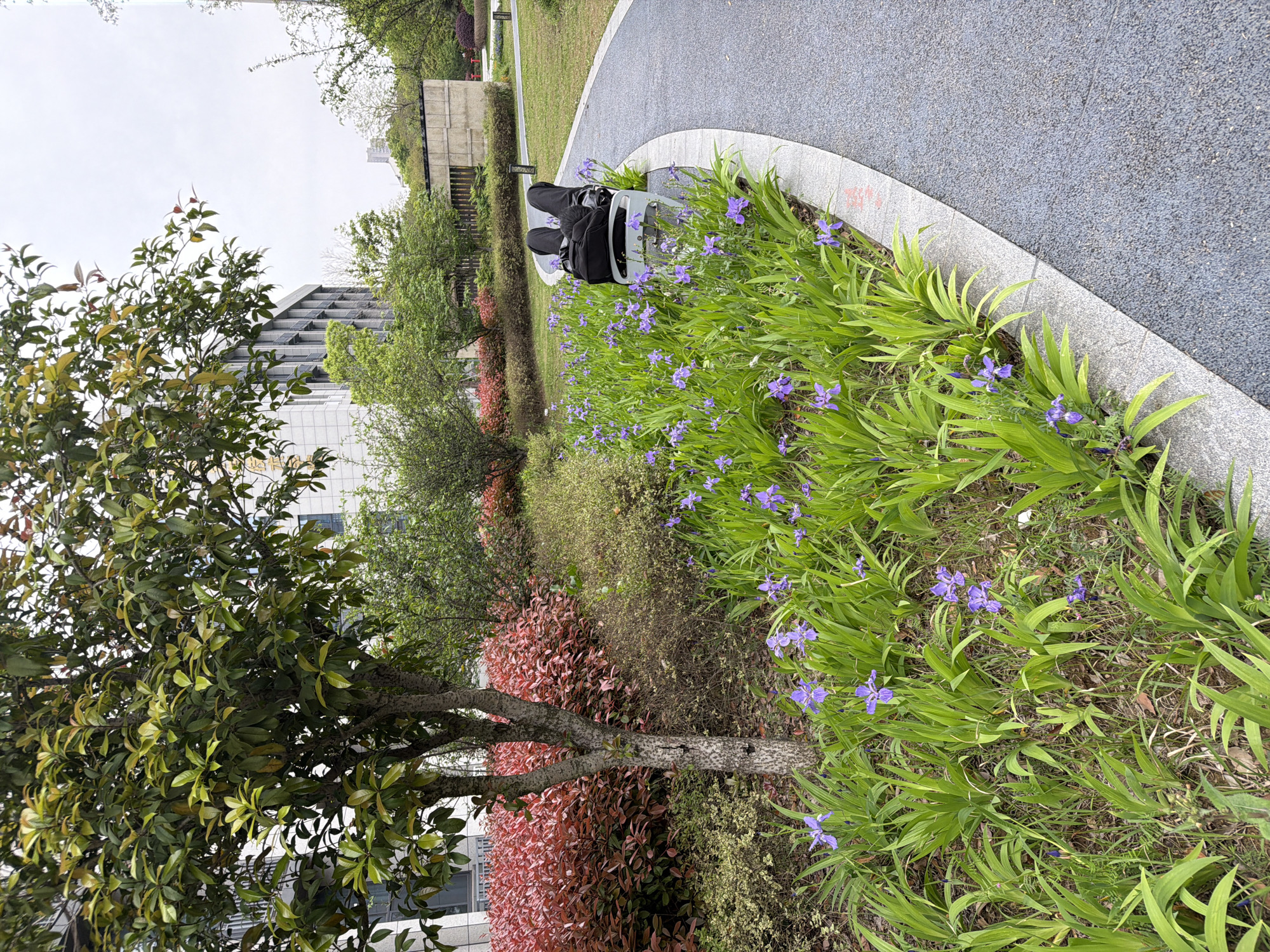 Spring flowers bloom along curved pathway in Jiangning District park