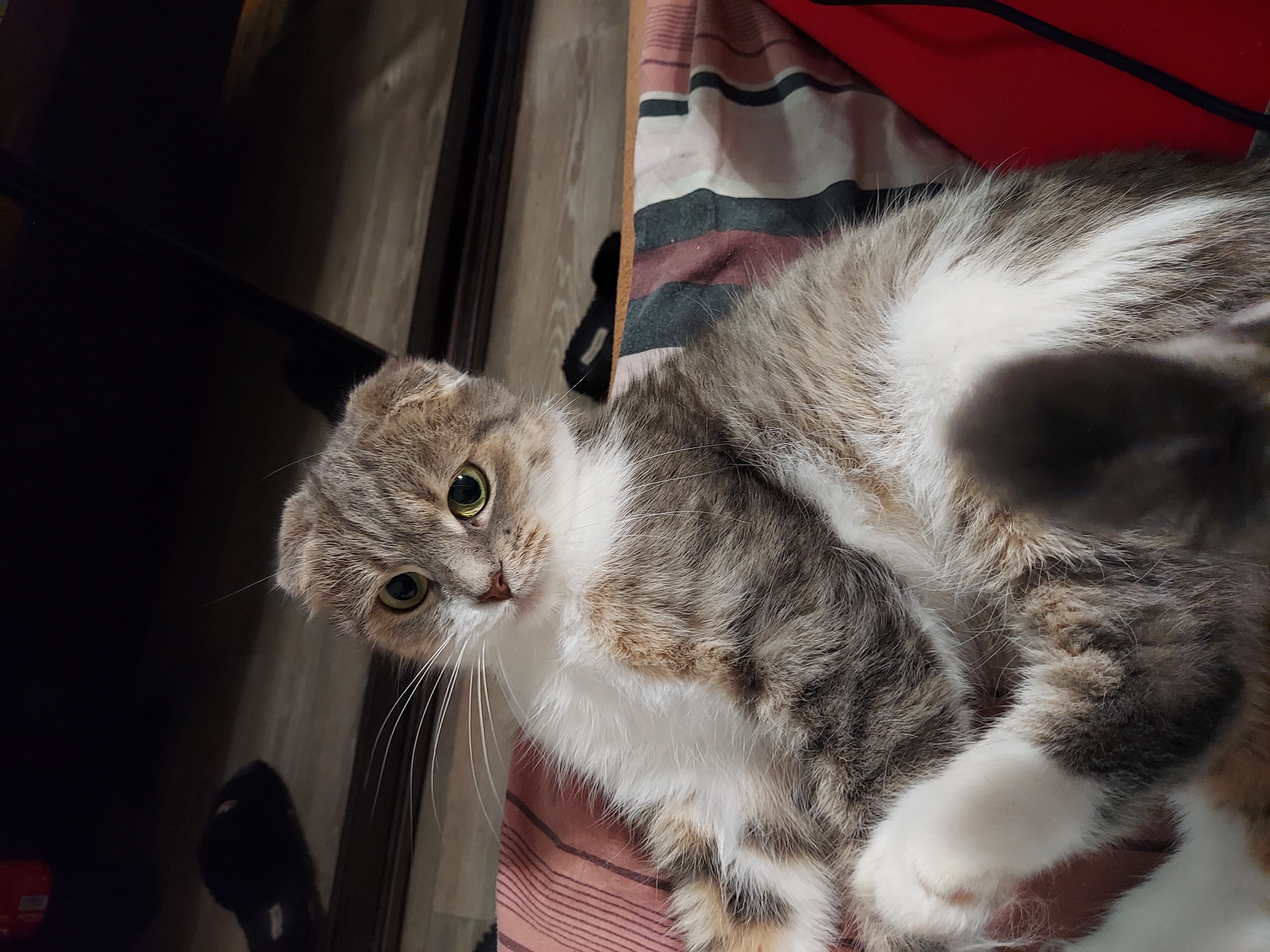 Evening Pet Activities Recorded Across Multiple Indoor Locations