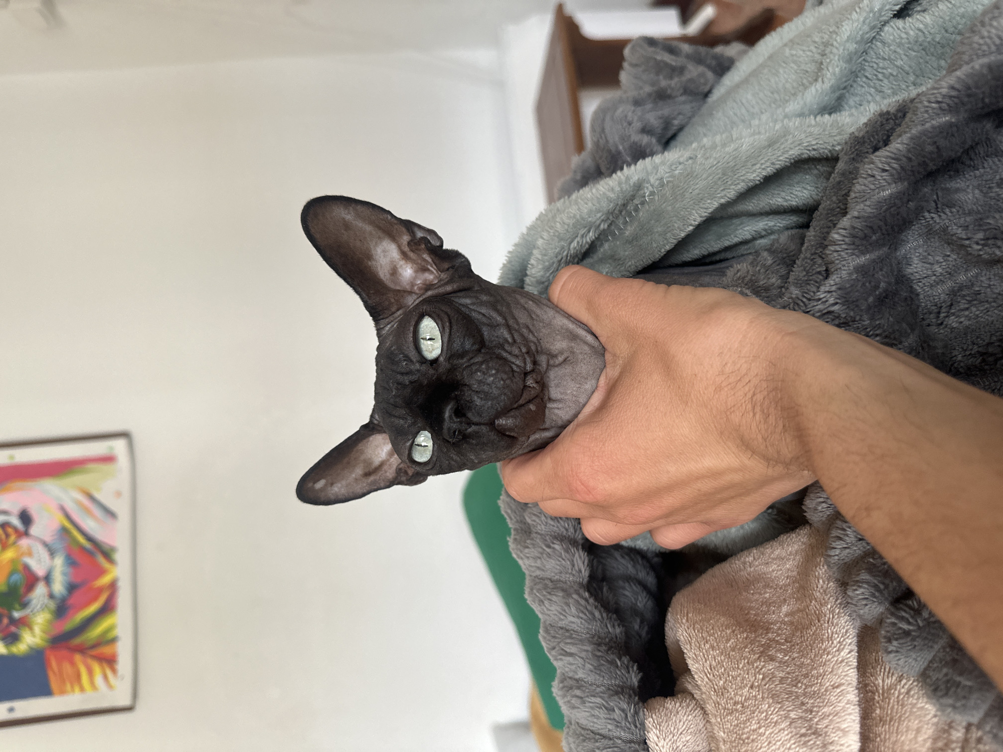 Cats observed in Budva home during morning hours