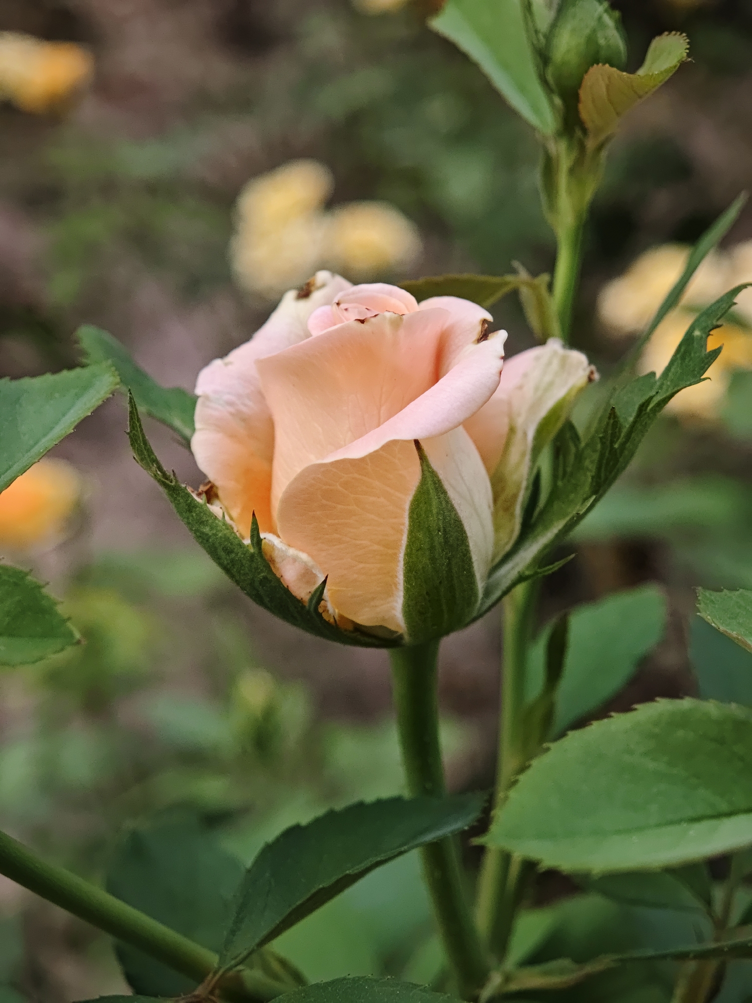 Garden flowers in bloom, from rosebuds to chrysanthemums
