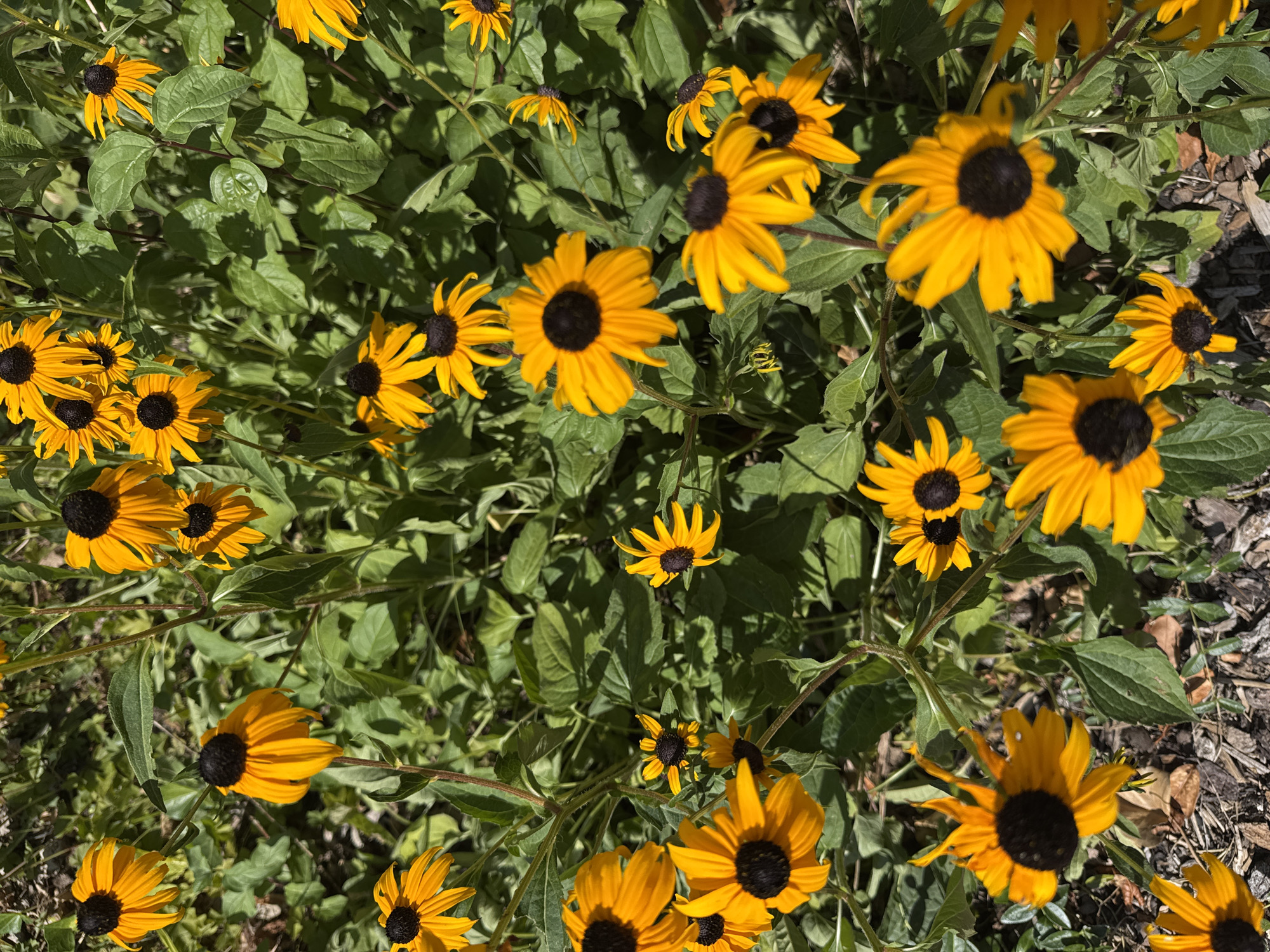 Close-up garden shots: wildflowers, a bee, and backyard details