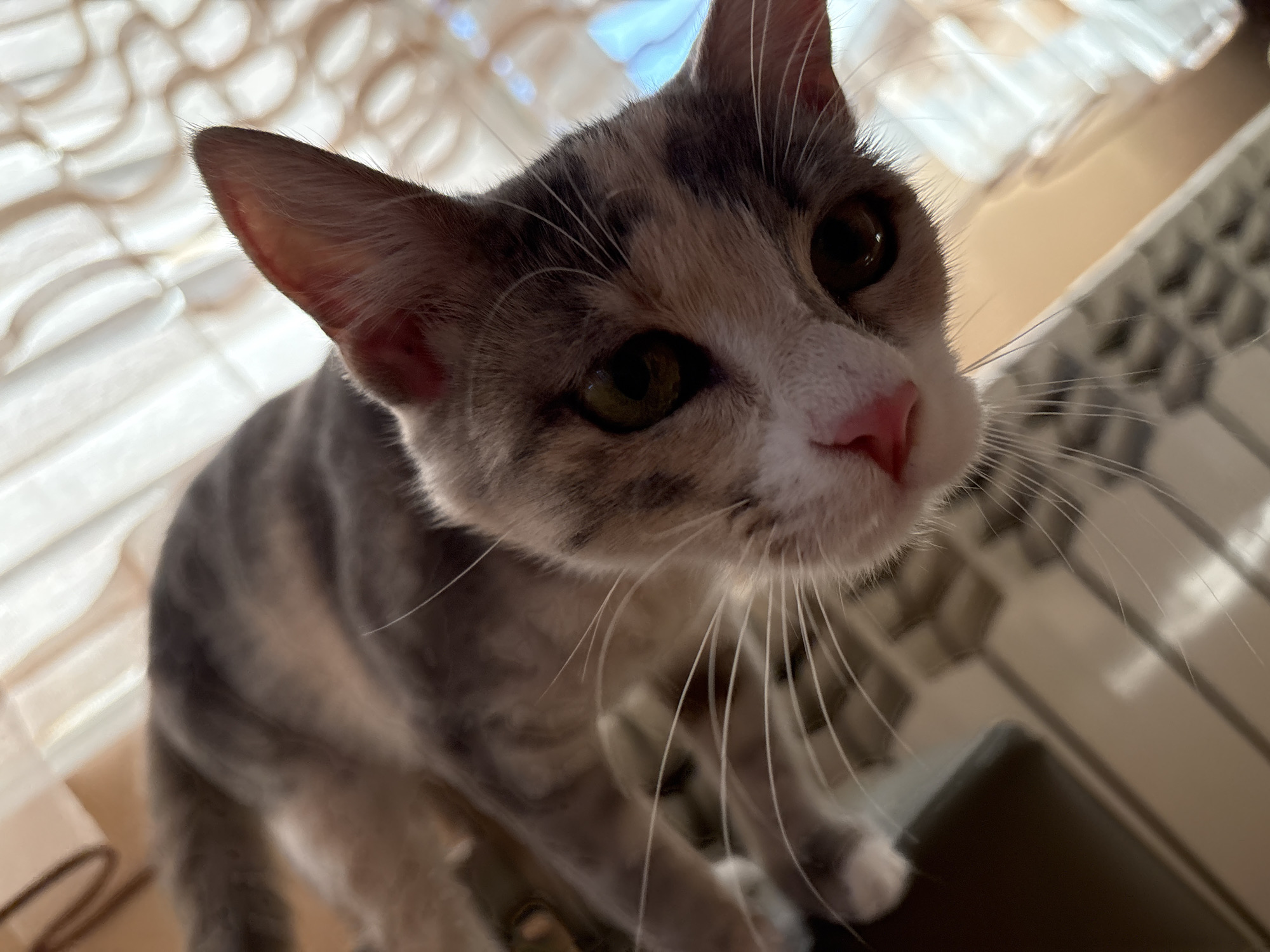 Calico cat spotted by window in Provadia, Bulgaria