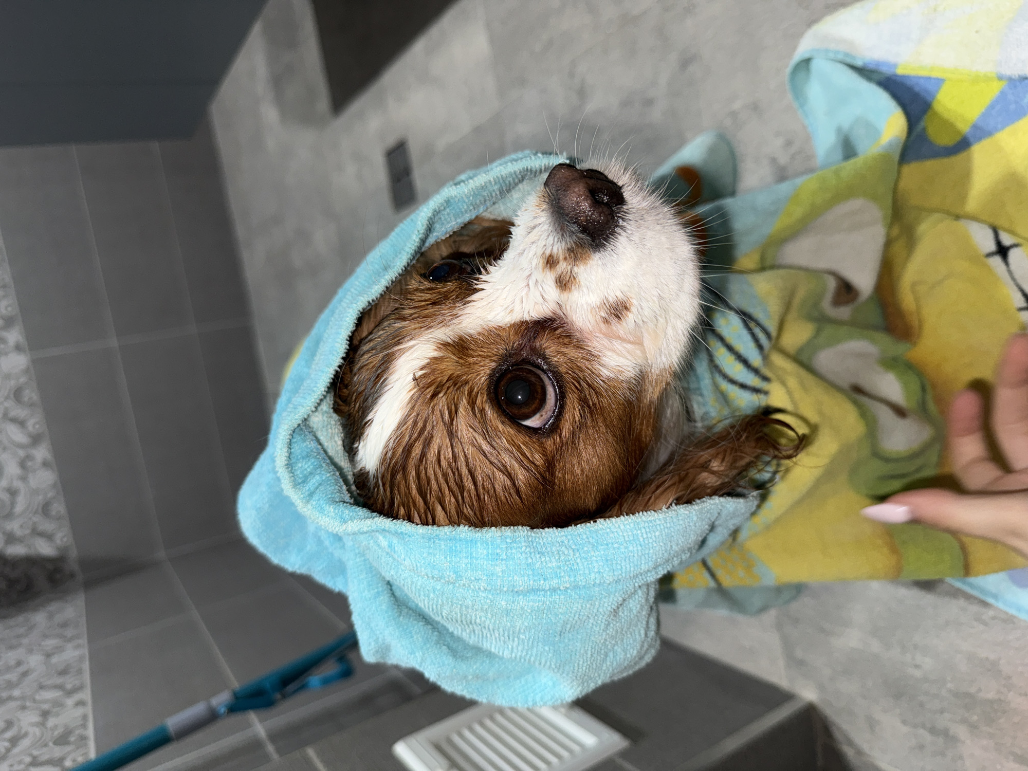 Sofia resident documents dog bath routine in bathroom selfies