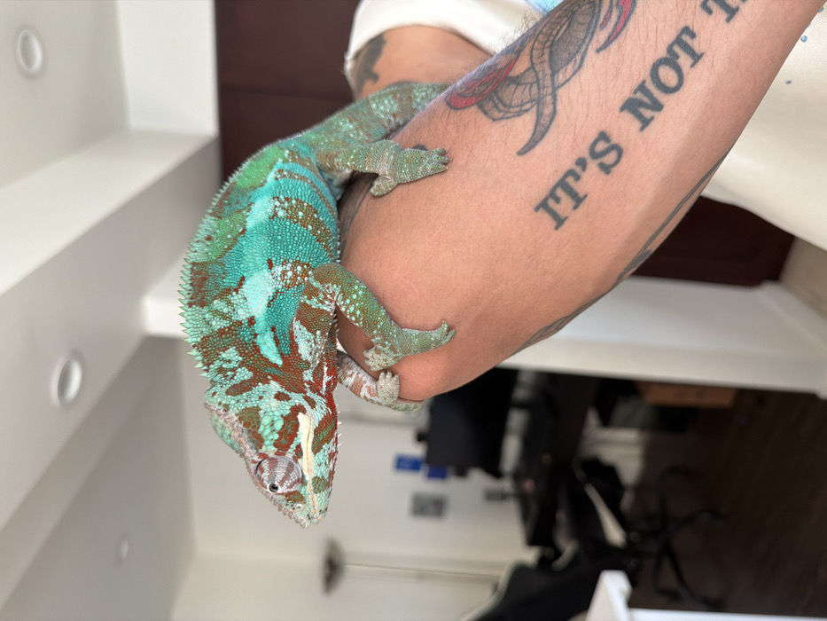 Colorful Panther Chameleon spotted on human arm in Los Angeles