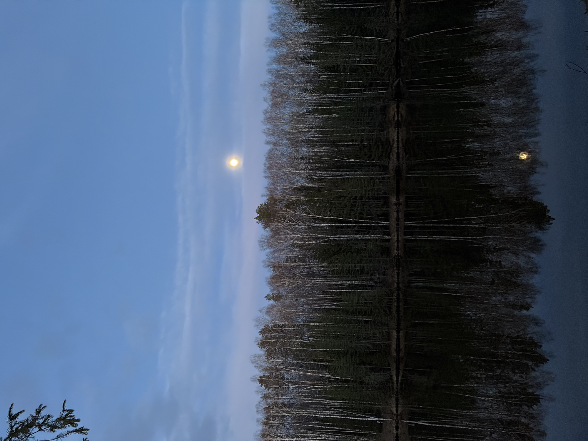 Twilight landscape captured in Мишкино, Russia shows moonlit forest scene