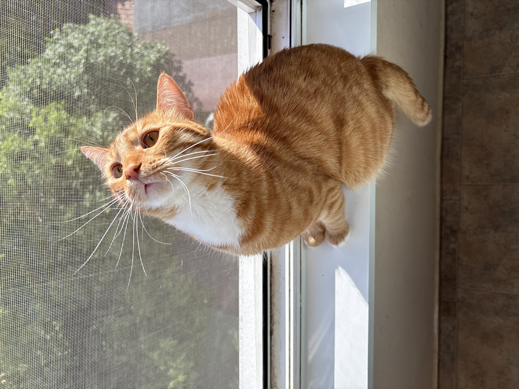 Domestic pets observed in morning hours in Vratsa homes