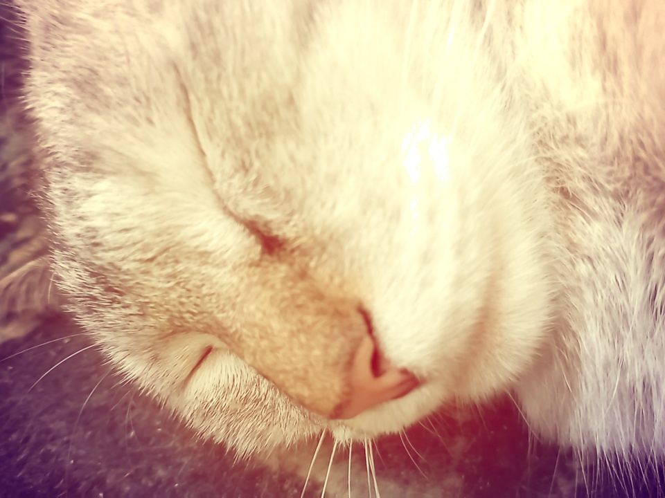Lazy morning at home in Angren: cats, plants, and selfies