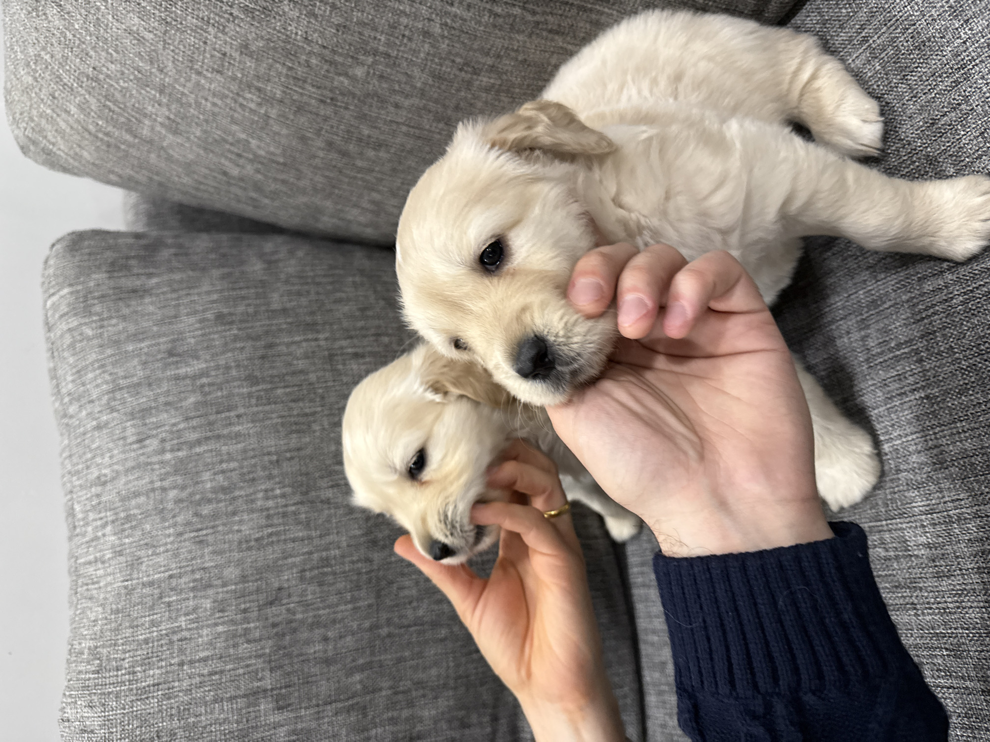 Golden retriever puppies handled on couch in Yerevan