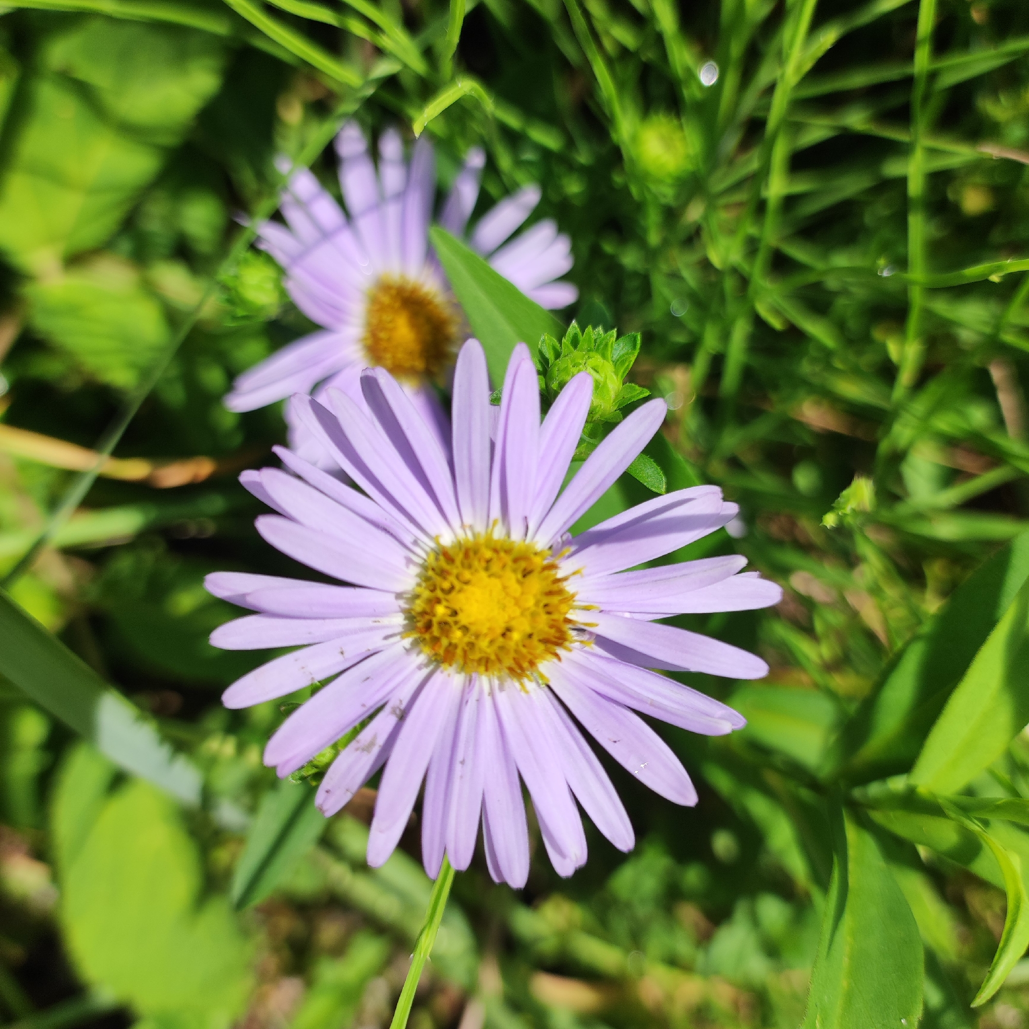 Morning garden flowers in full bloom, Navoloki, Russia