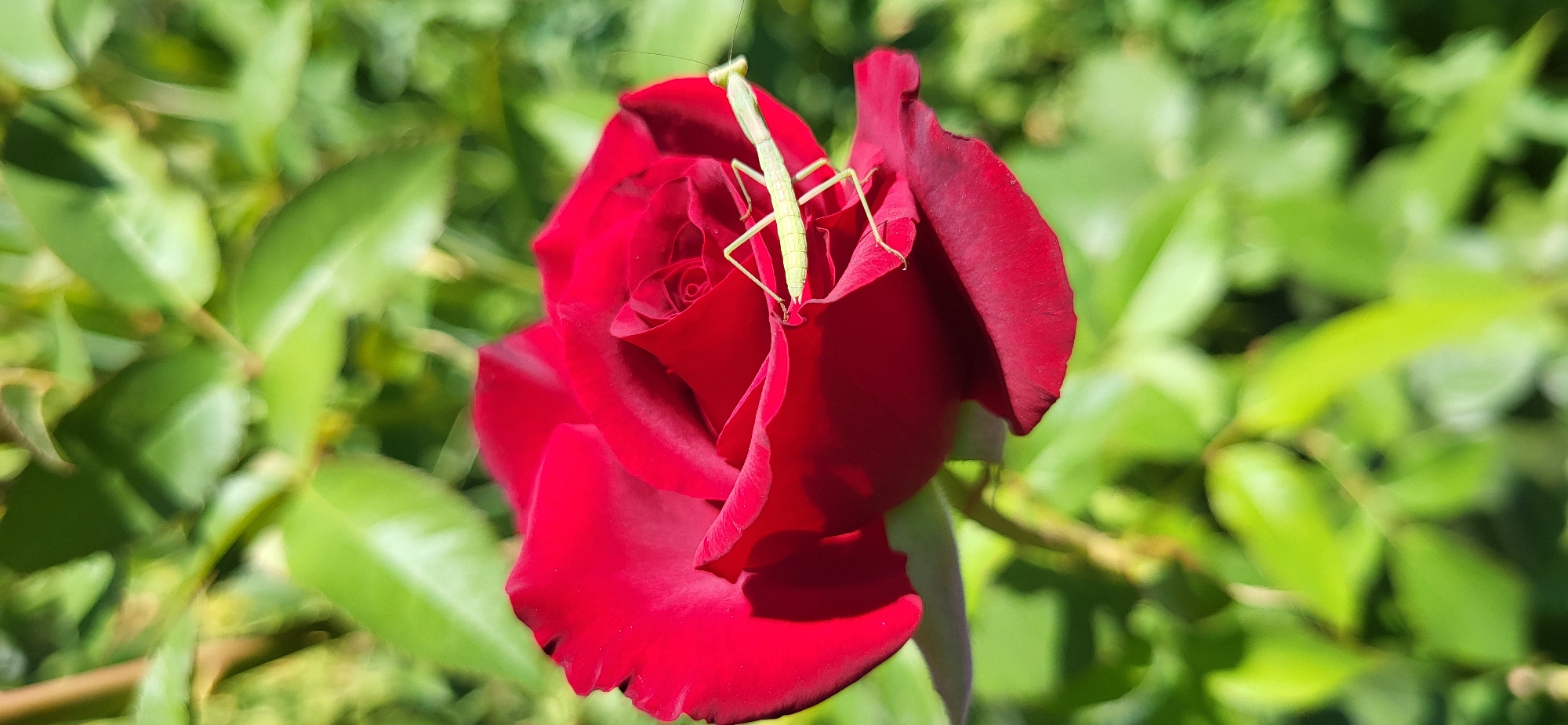 Garden life in Taldykorgan: flowers, cats, and a brick oven