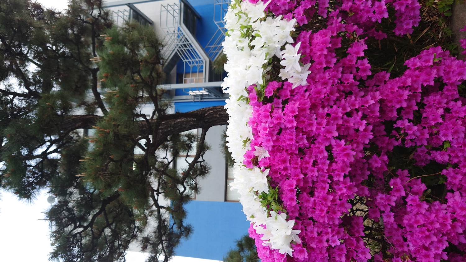 Spring azalea blooms documented across Ulsan, South Korea