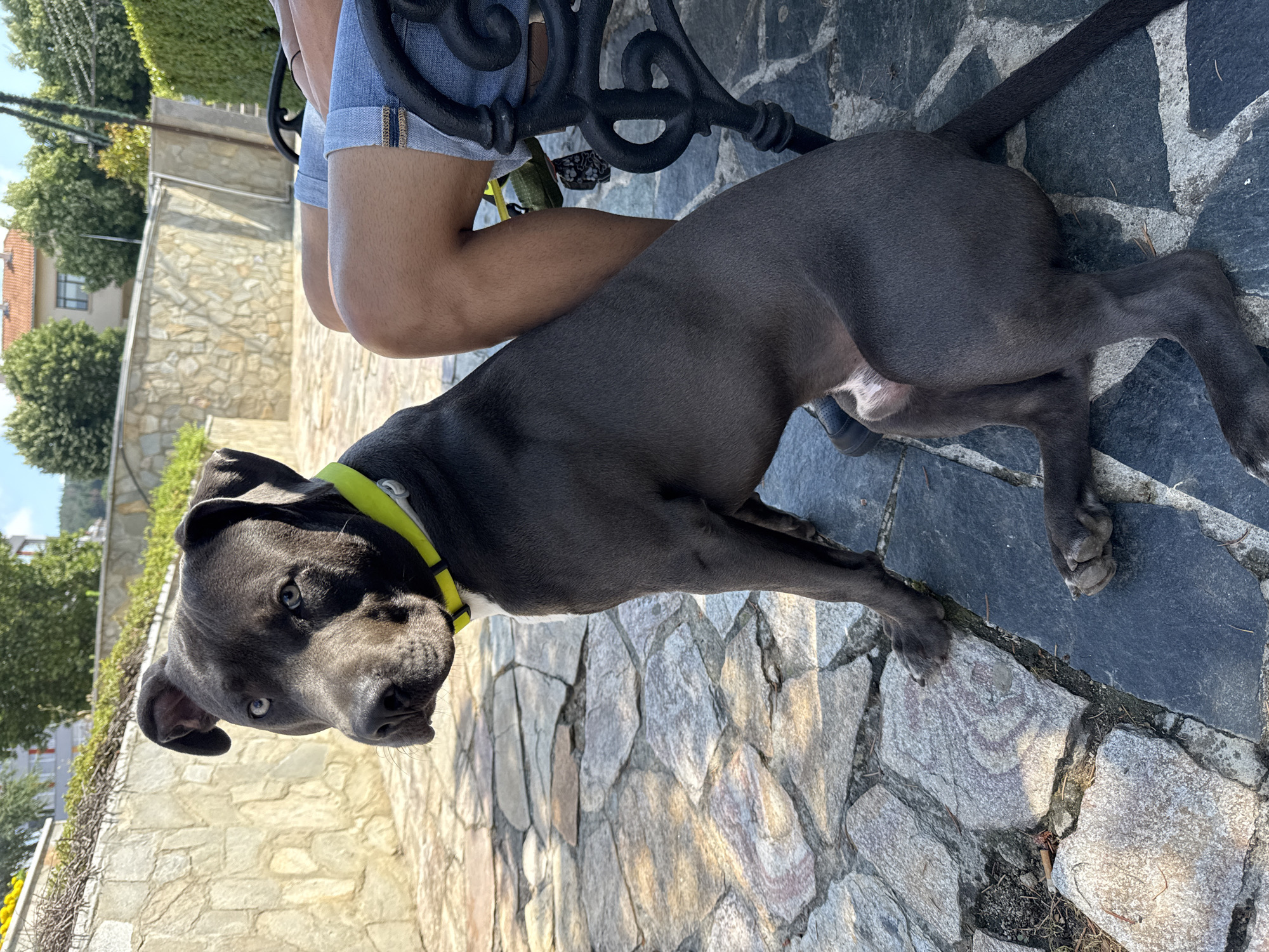 Blue-eyed Pitbull on a stone patio in Aksakovo