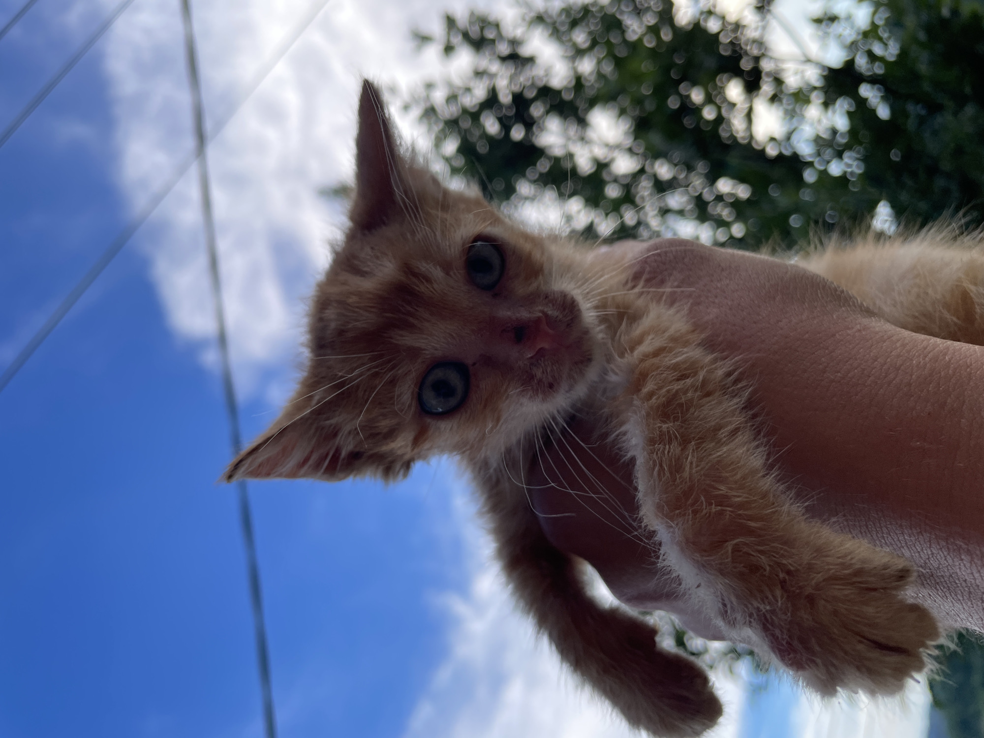 Person plays with kittens, dogs in Zlatograd backyard