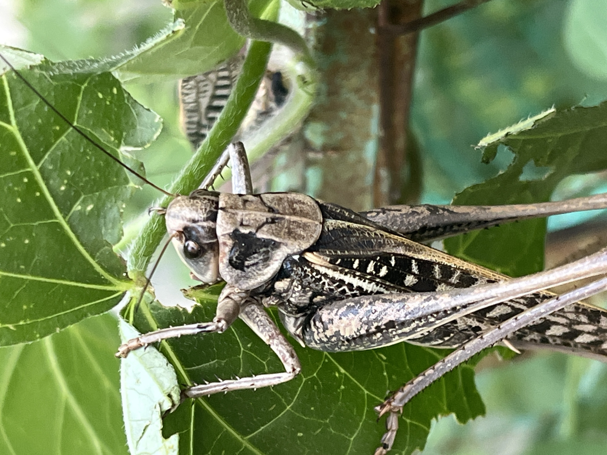 Nature photography session in Krasnyye Barrikady captures local flora and fauna