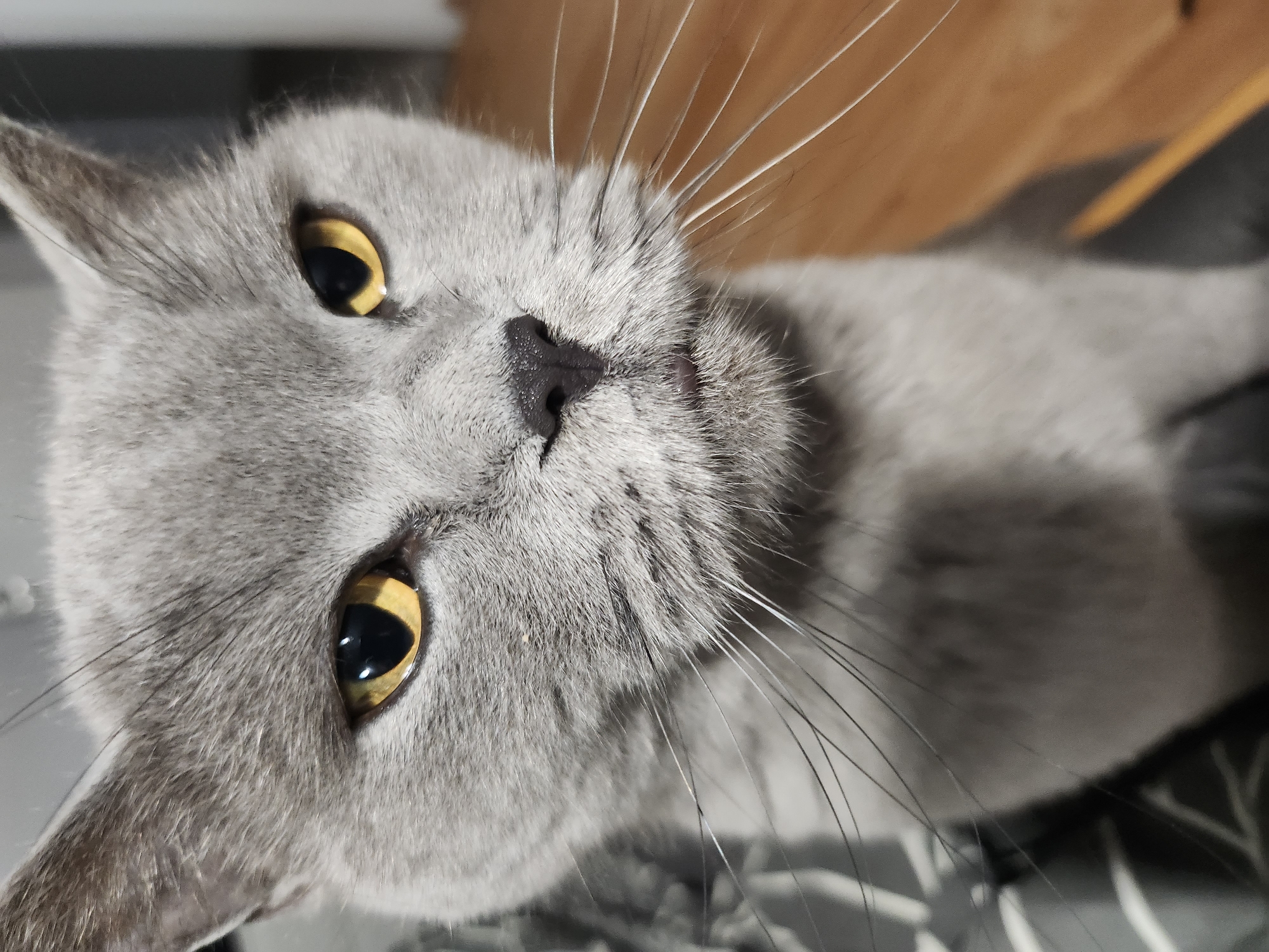 Gray cat with yellow eyes photographed enjoying treats in Bulgaria
