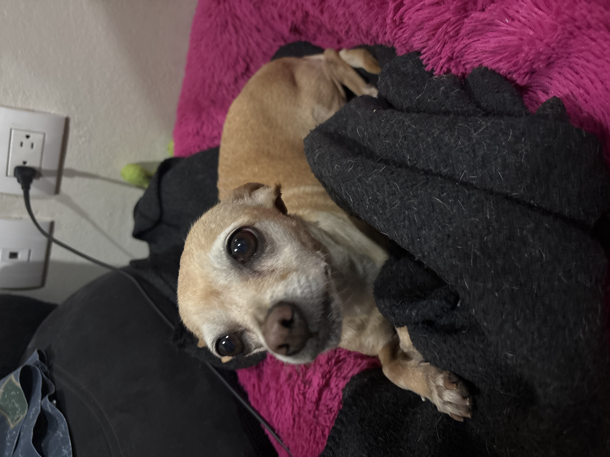 Chihuahua rests comfortably on pillow in Mexican home