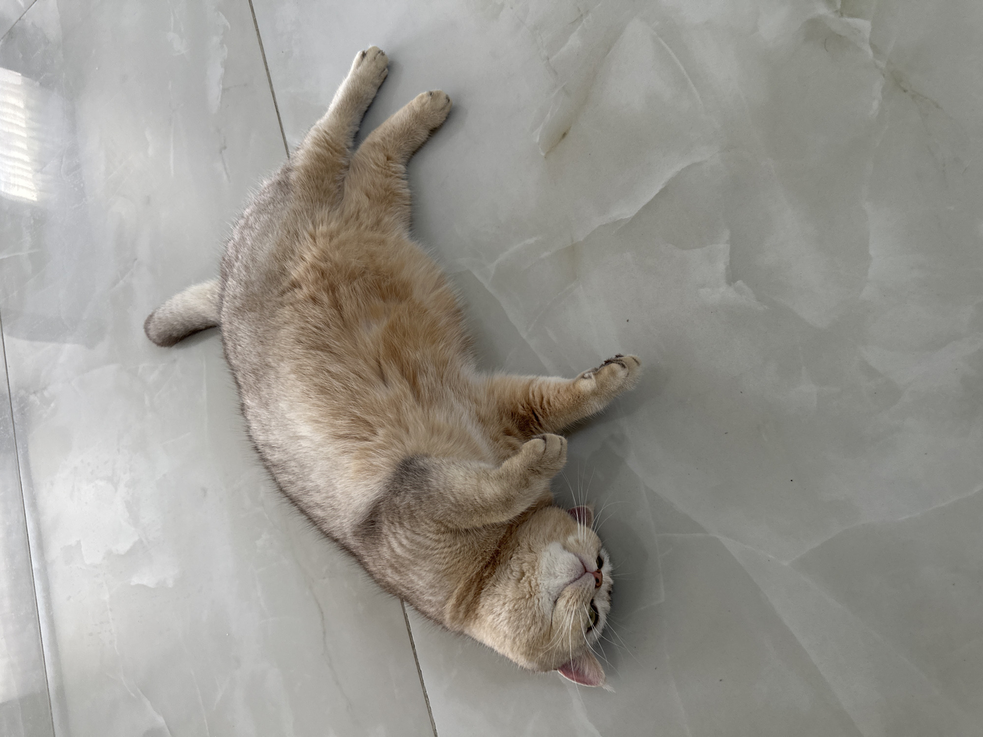 Cats lounging on floors captured by witnesses Monday morning