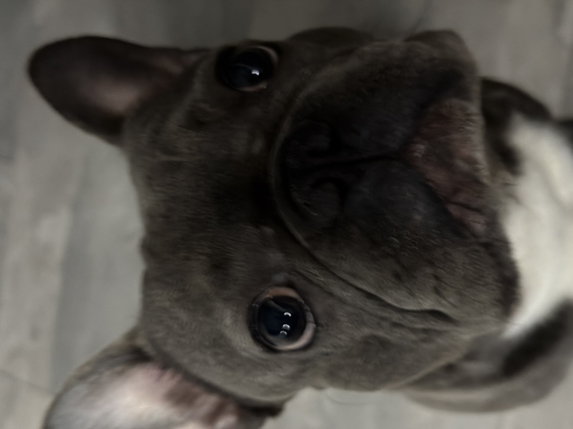 Home cooking and French bulldog companionship in Ruse