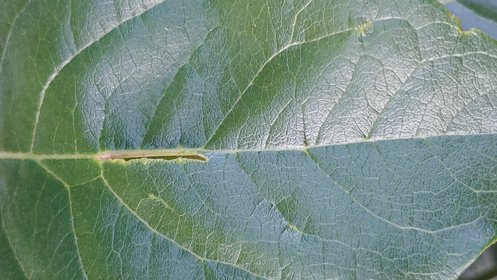 Macro details of plants and filter components in Mukachevo