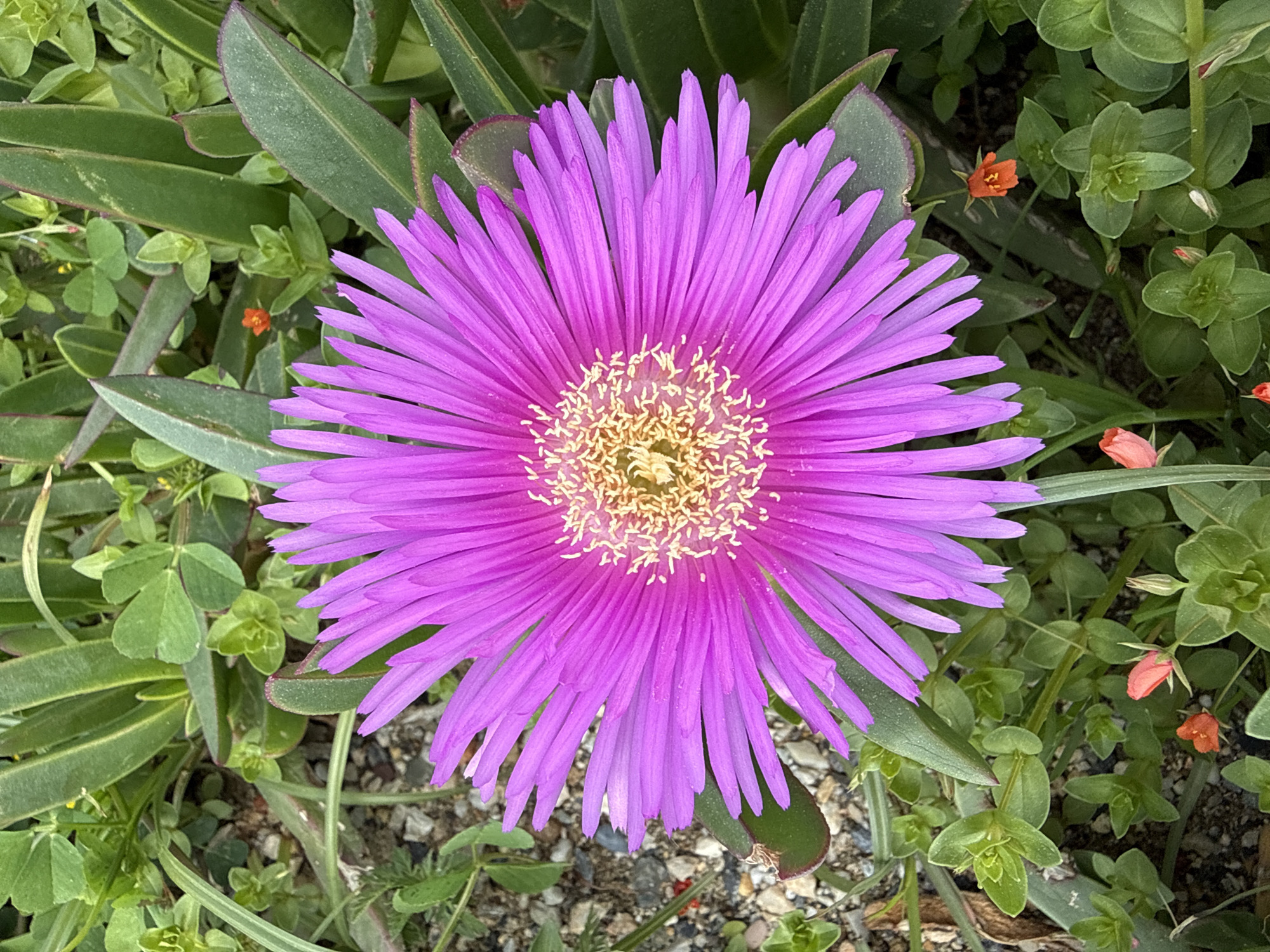 Casual street scenes with pets and flowers in Alanya