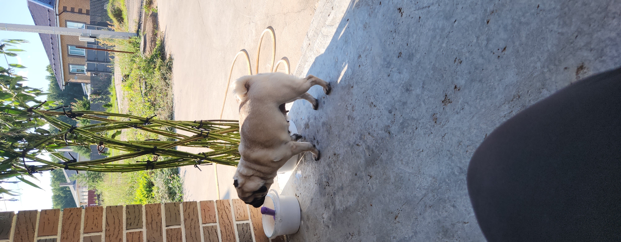 Lazy backyard afternoon in Kazan with a pug and garden projects