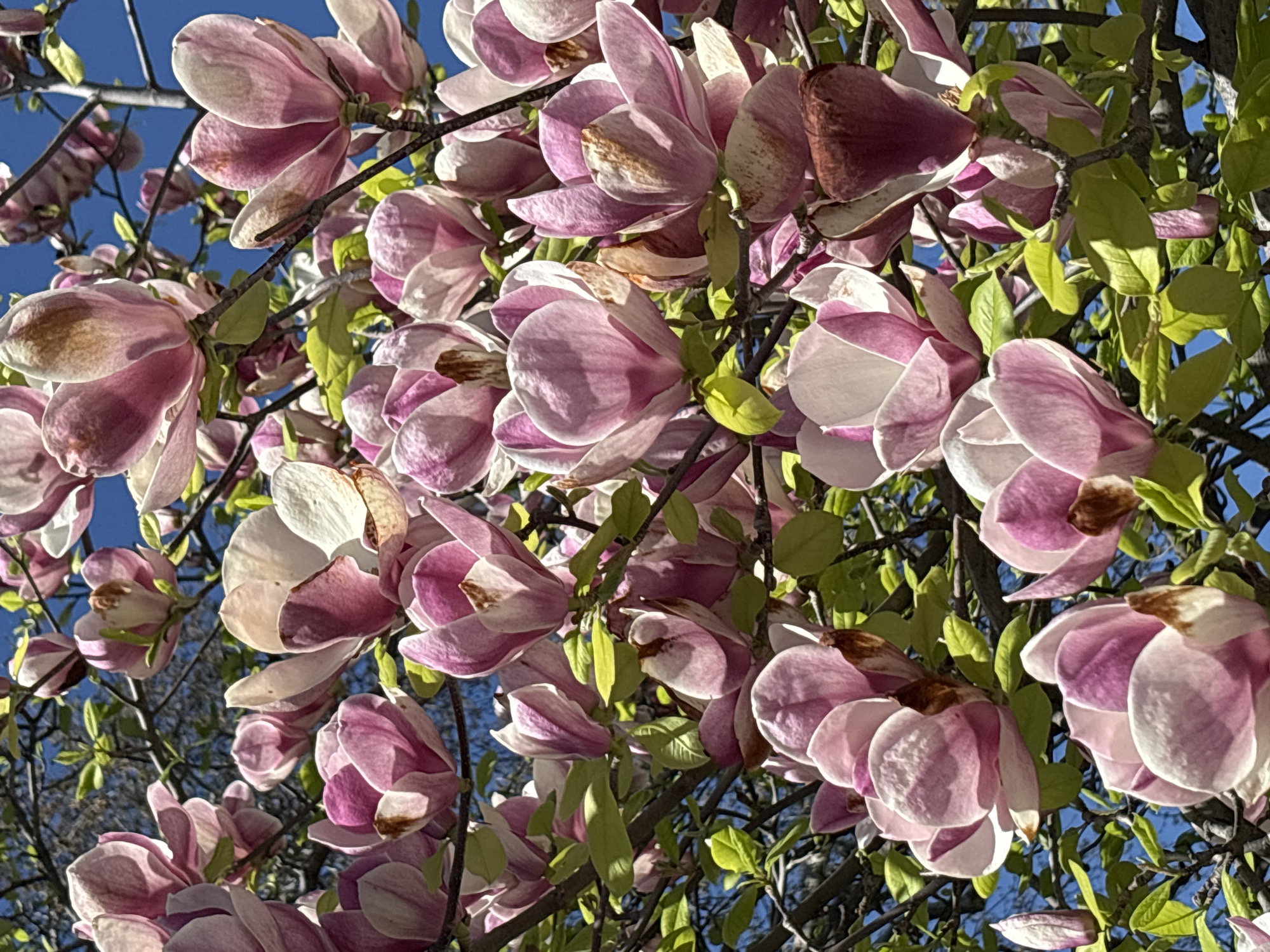 Magnolia blossoms documented in full spring bloom outdoors