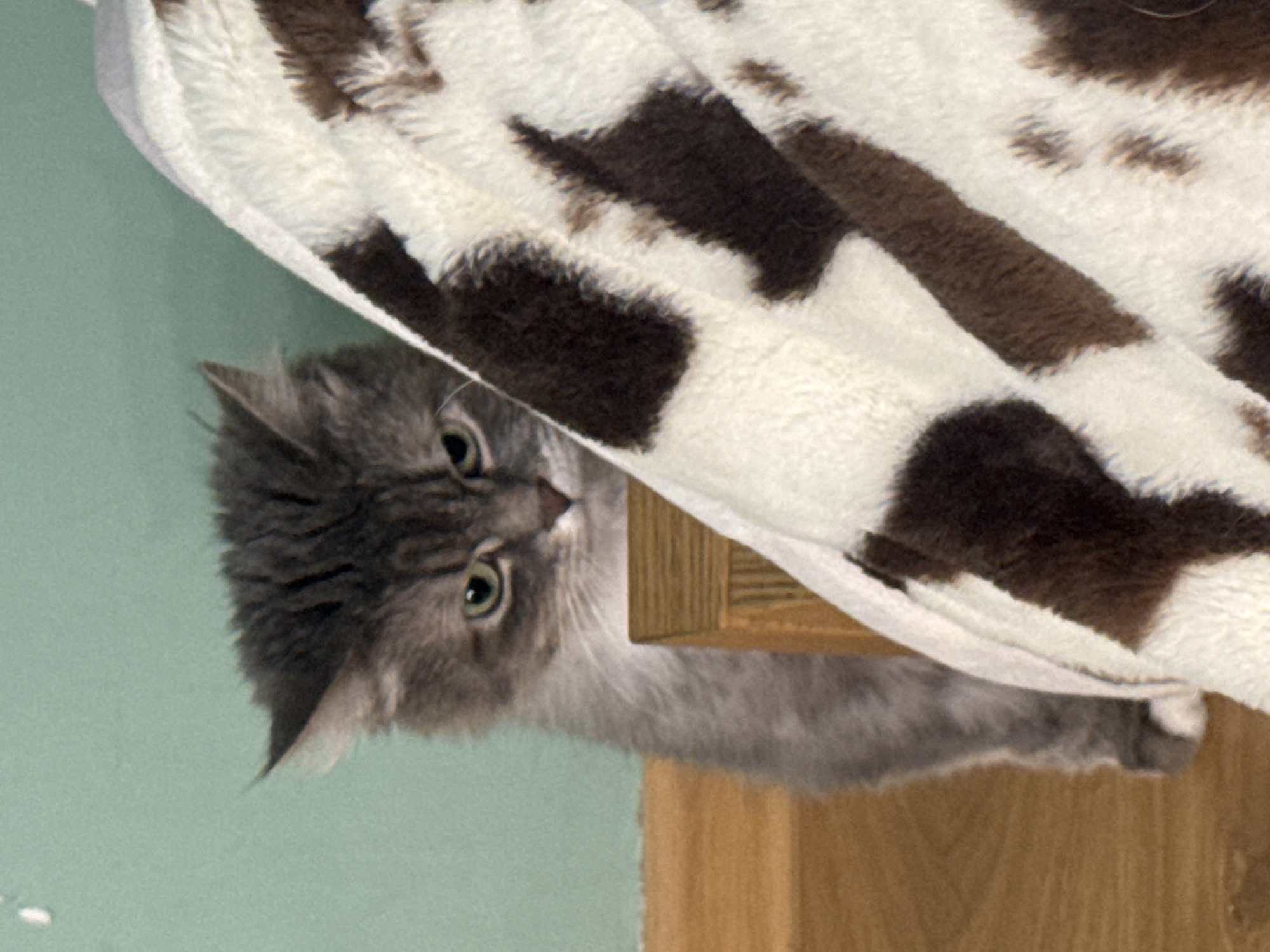 Cats and dog share cozy afternoon on blankets in Moscow