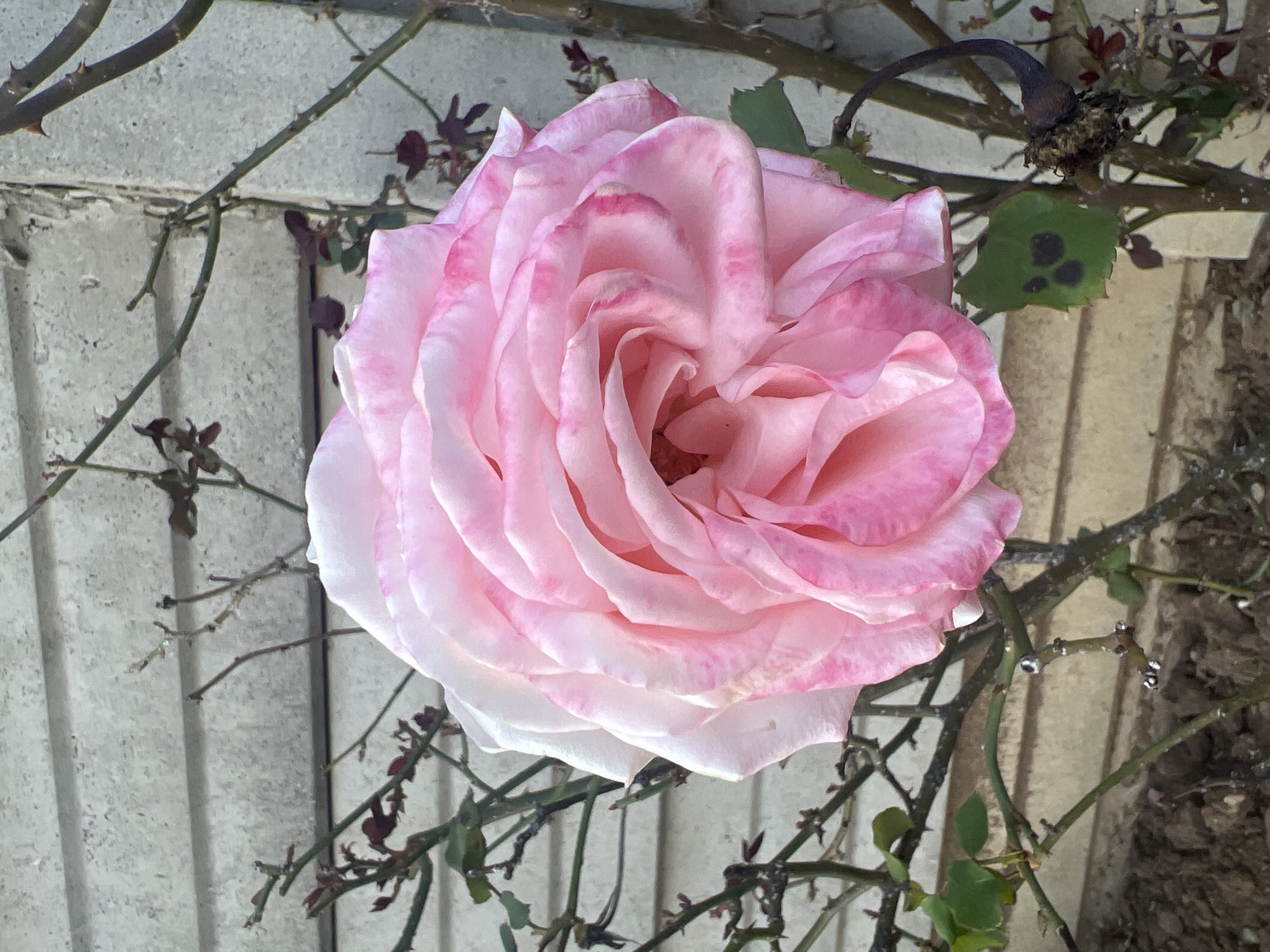 Johannesburg resident documents afternoon garden walk through suburban neighborhood