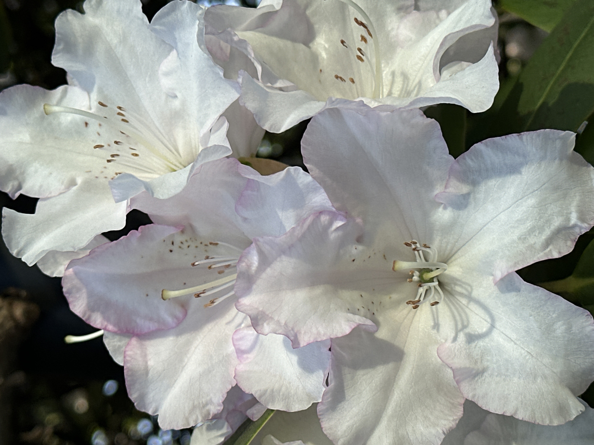 White Rhododendrons with pink edges bloom in Burnaby