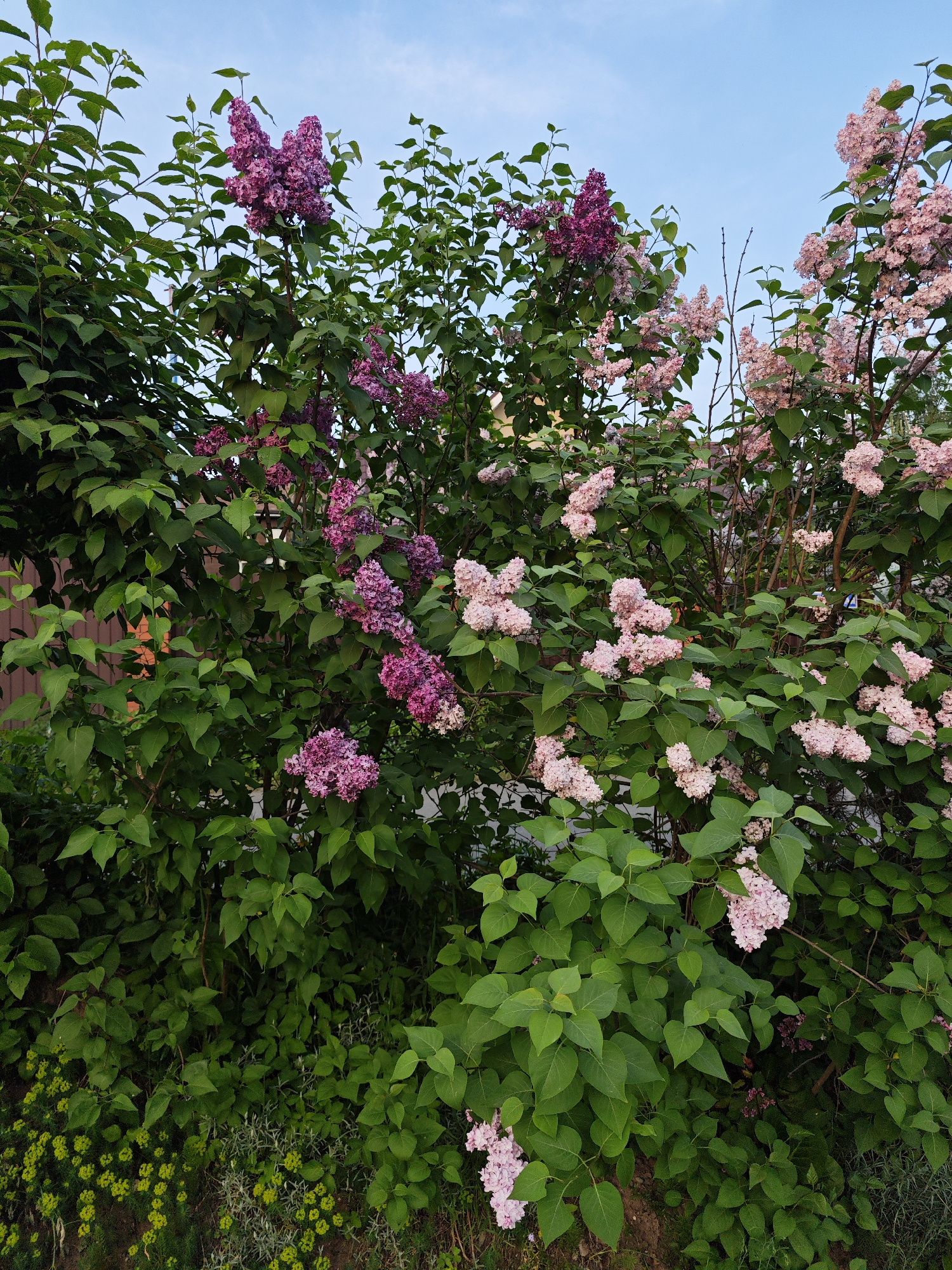 Spring blooms and neighborhood scenes documented in Rodniki, Russia