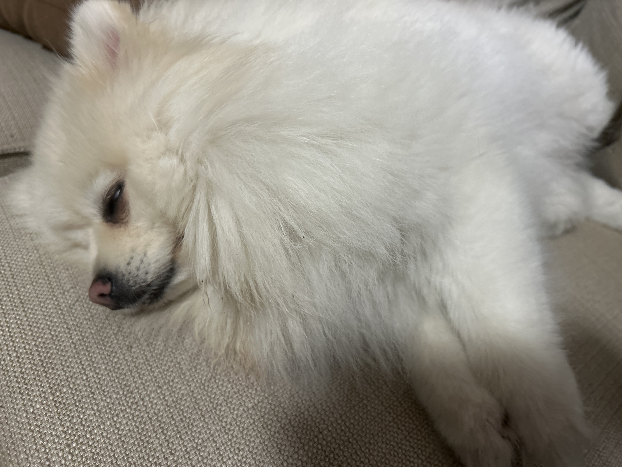 Sleepy Pomeranian and Varna street scenes on quiet Sunday