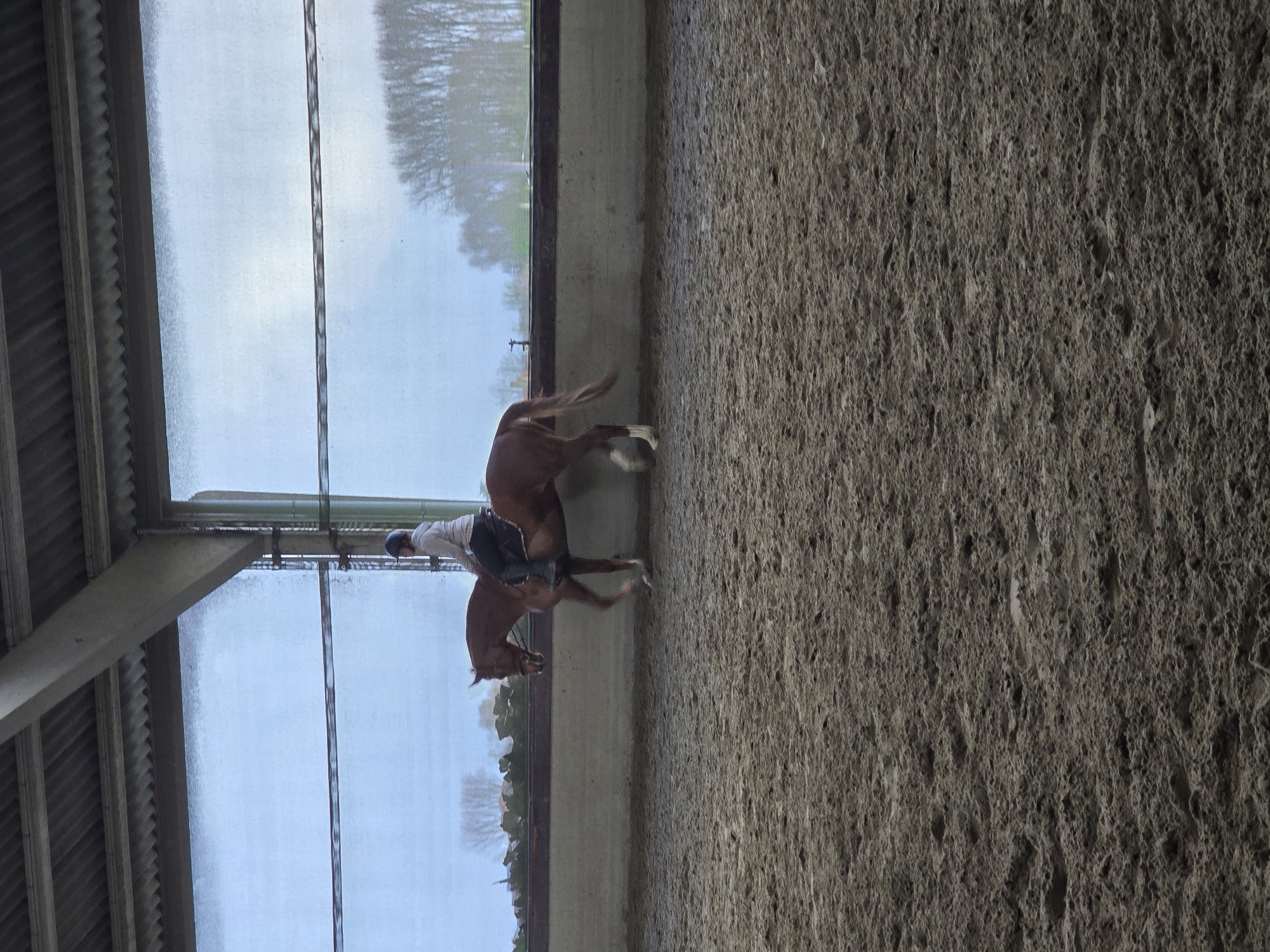 Equestrian training session captured at Belgian riding facility