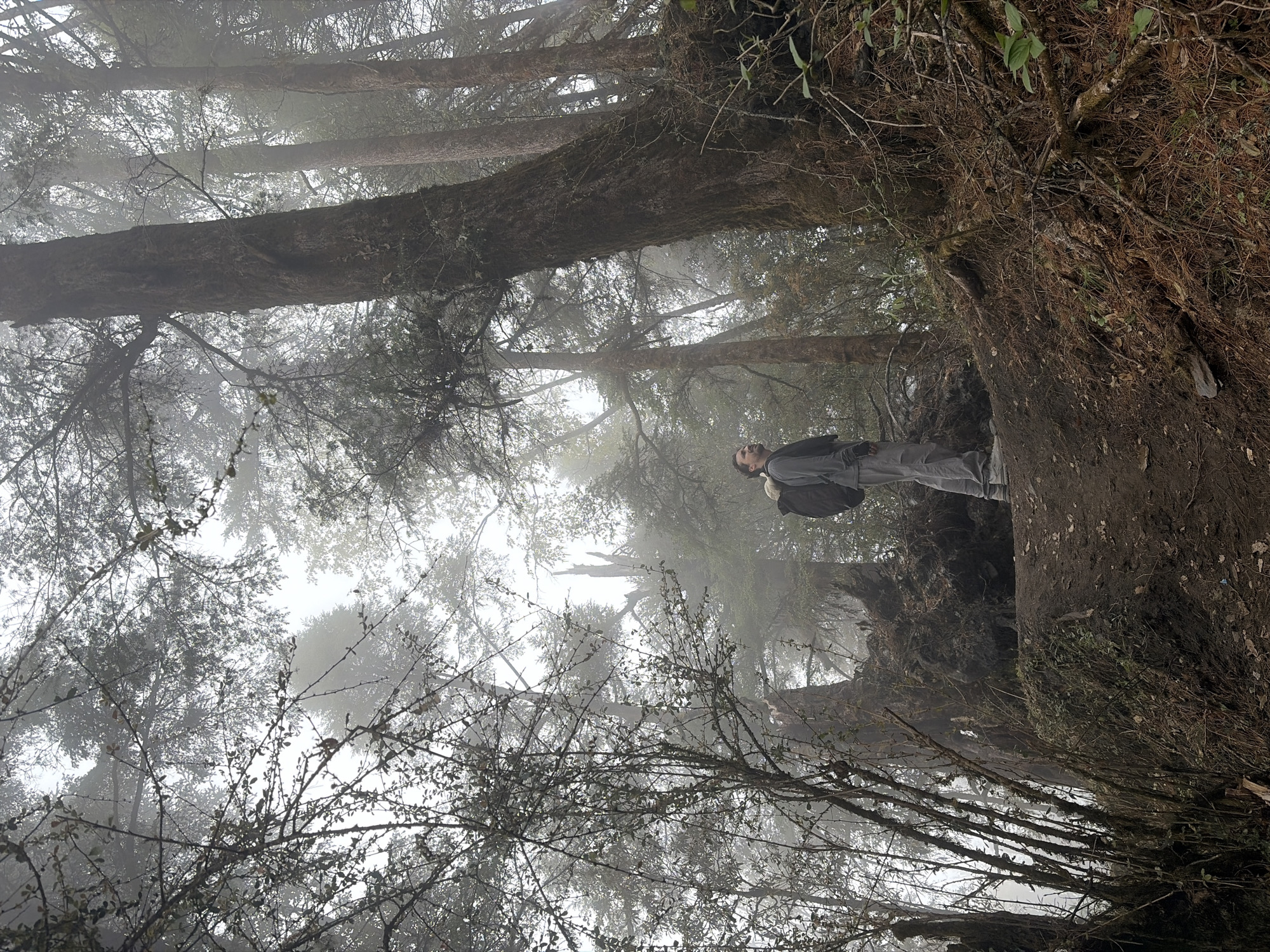 Morning fog envelops ancient forest in Dhunche, Nepal