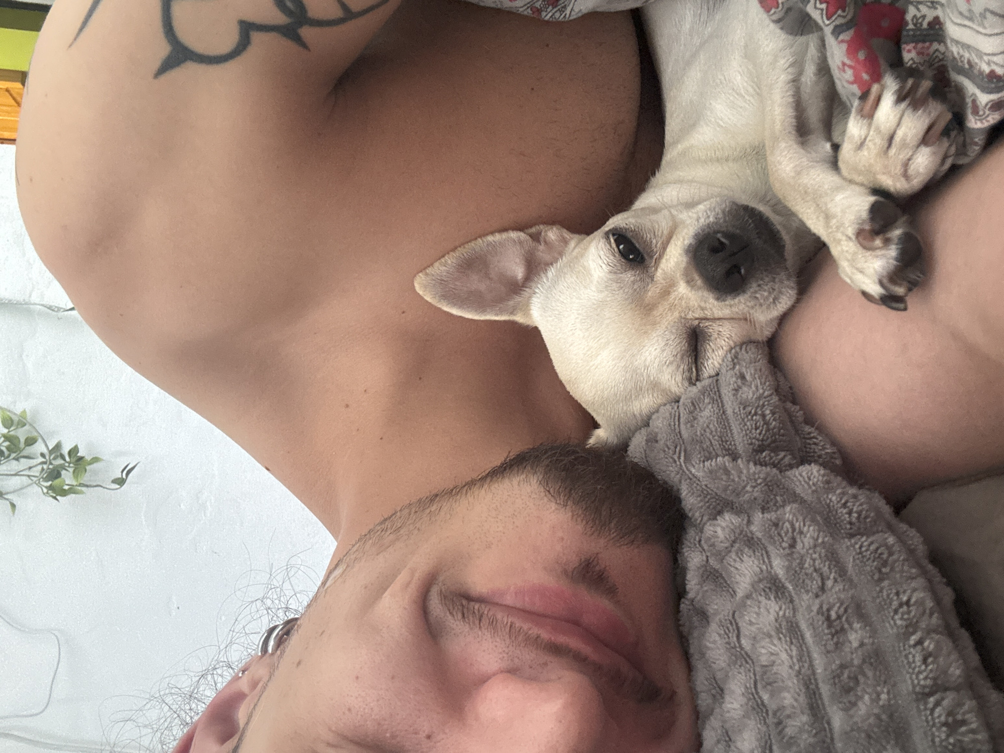 Sleeping in with a Chihuahua, Sofia morning