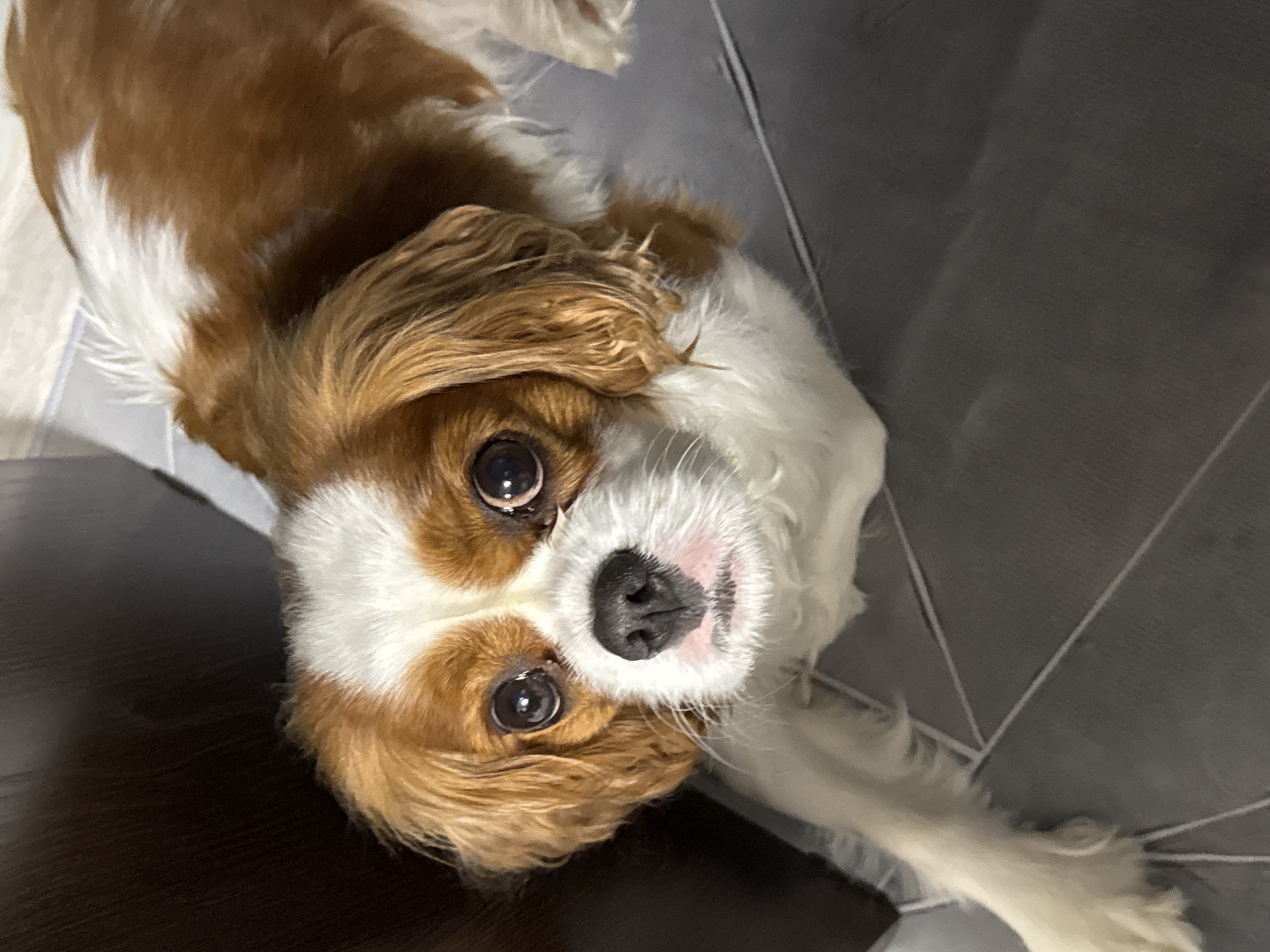 Cavalier King Charles Spaniel rests indoors near floral flats