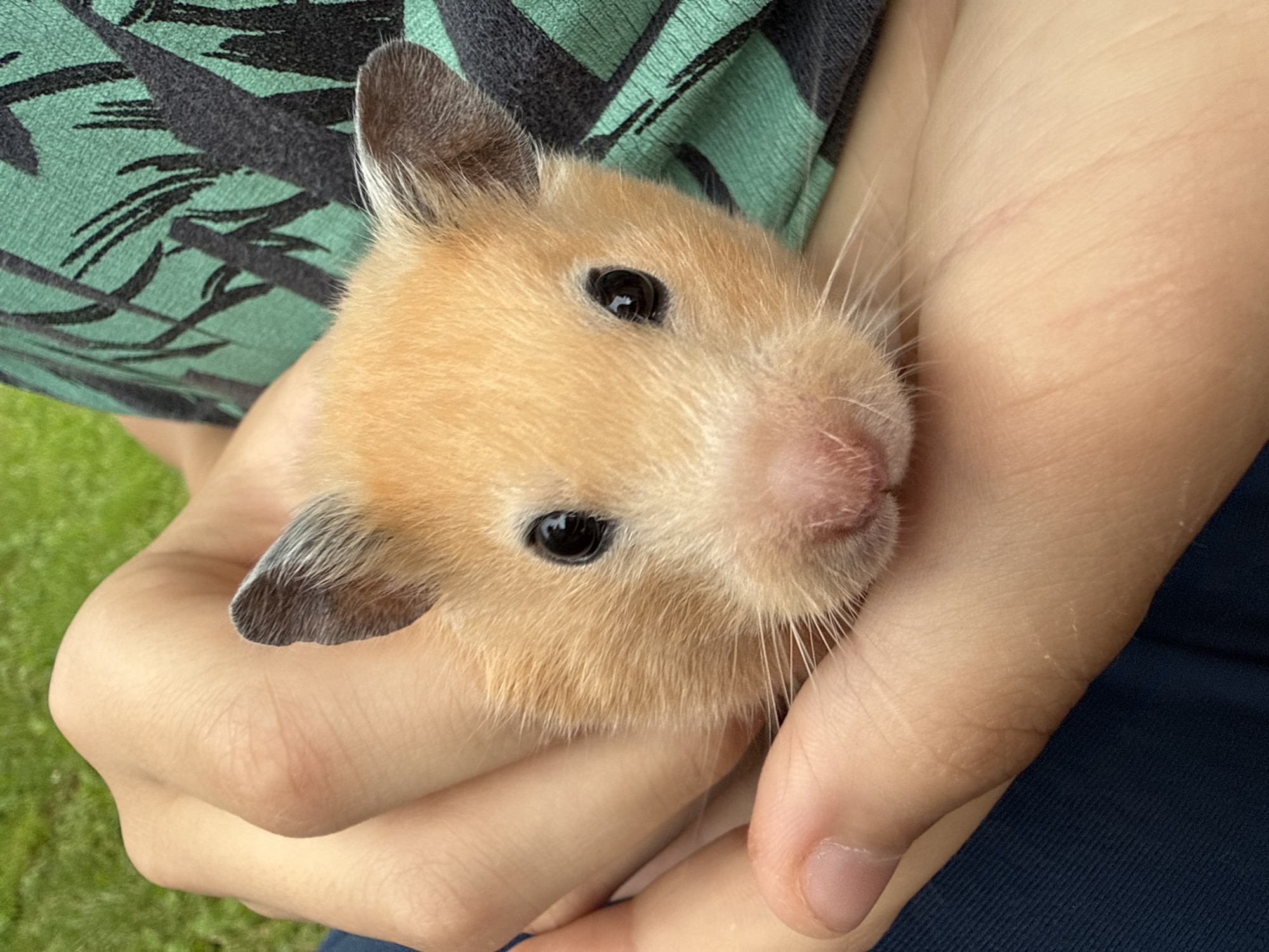 Hamster photo session in a Belarusian backyard