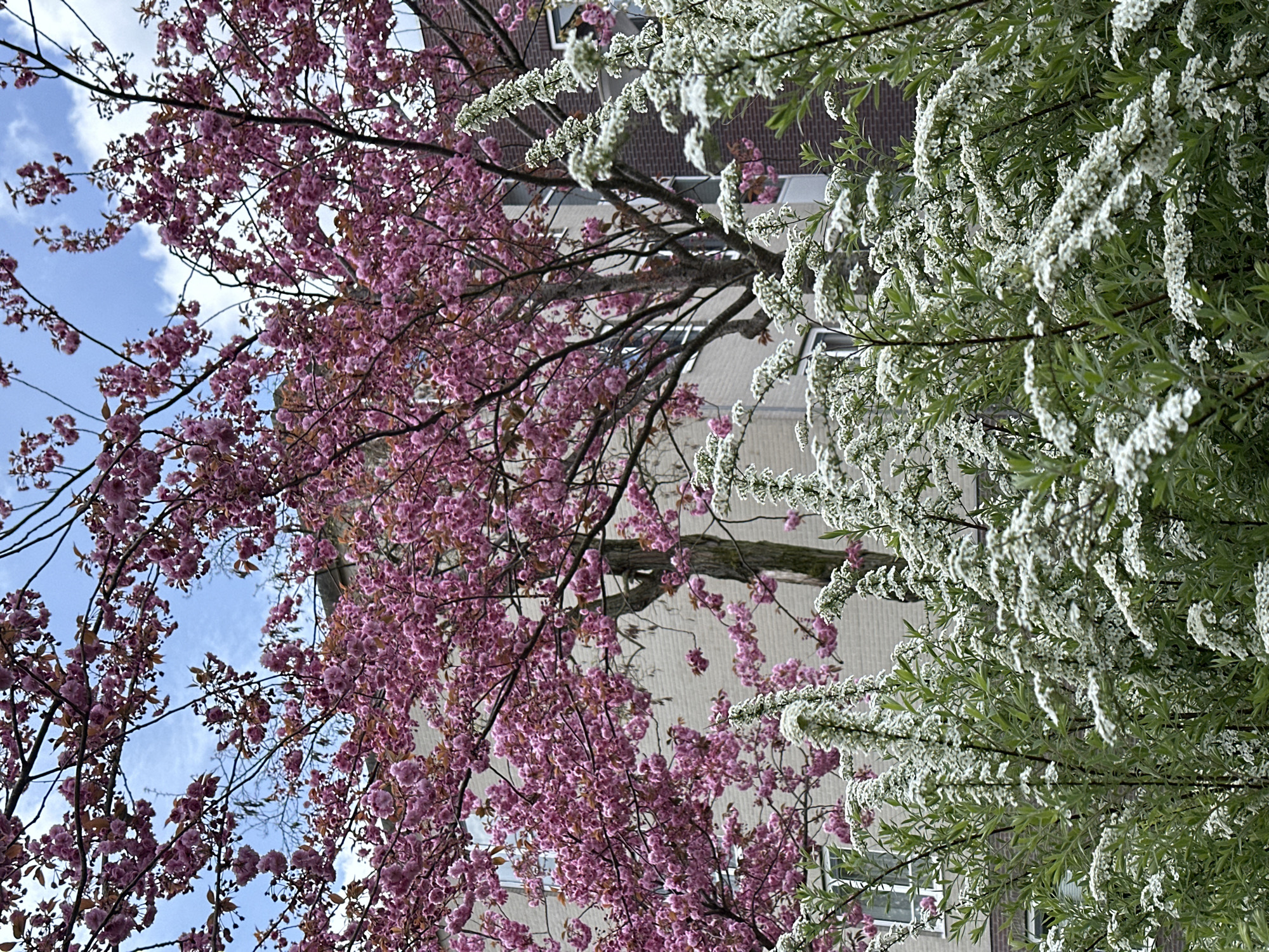Spring afternoon scenes documented across Amsterdam parks and streets