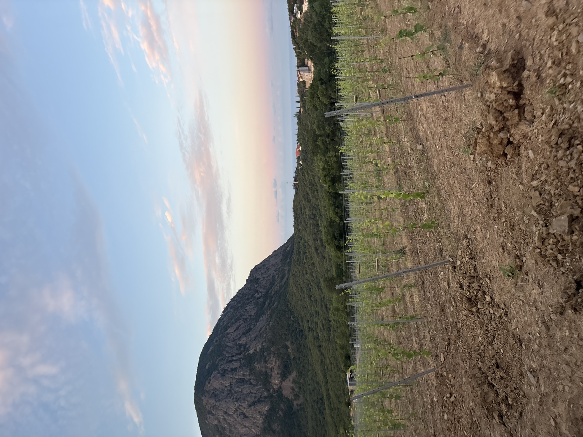 Young vineyard rows and rolling hills in rural Lavrovoe, Ukraine
