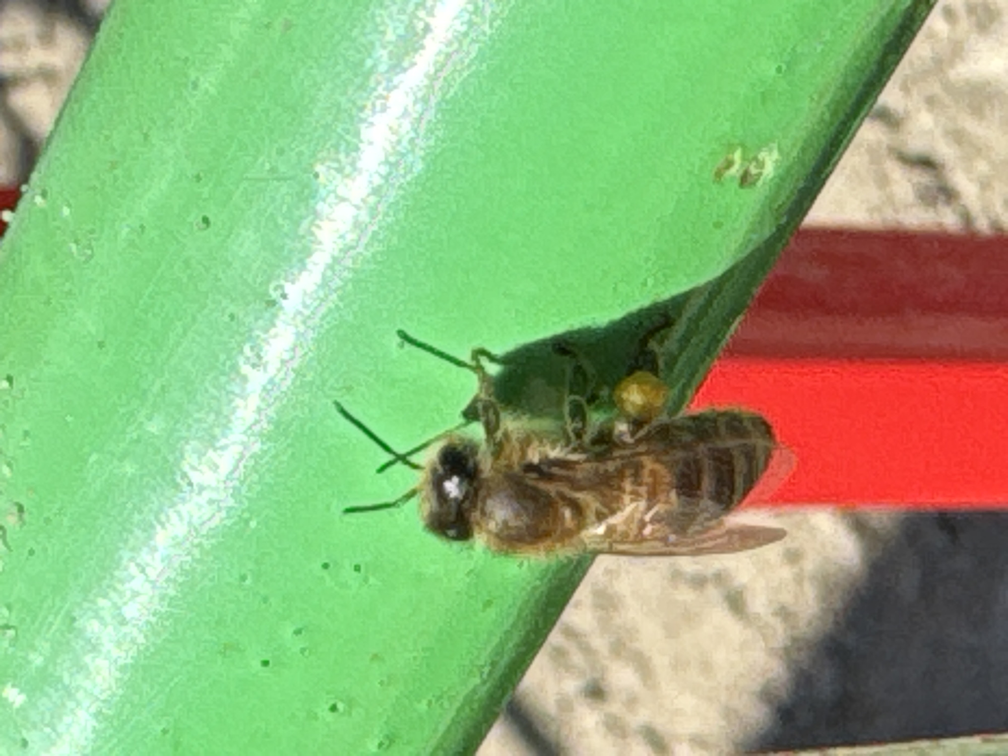 Child plays, bee rests in Rostov-on-Don spring morning