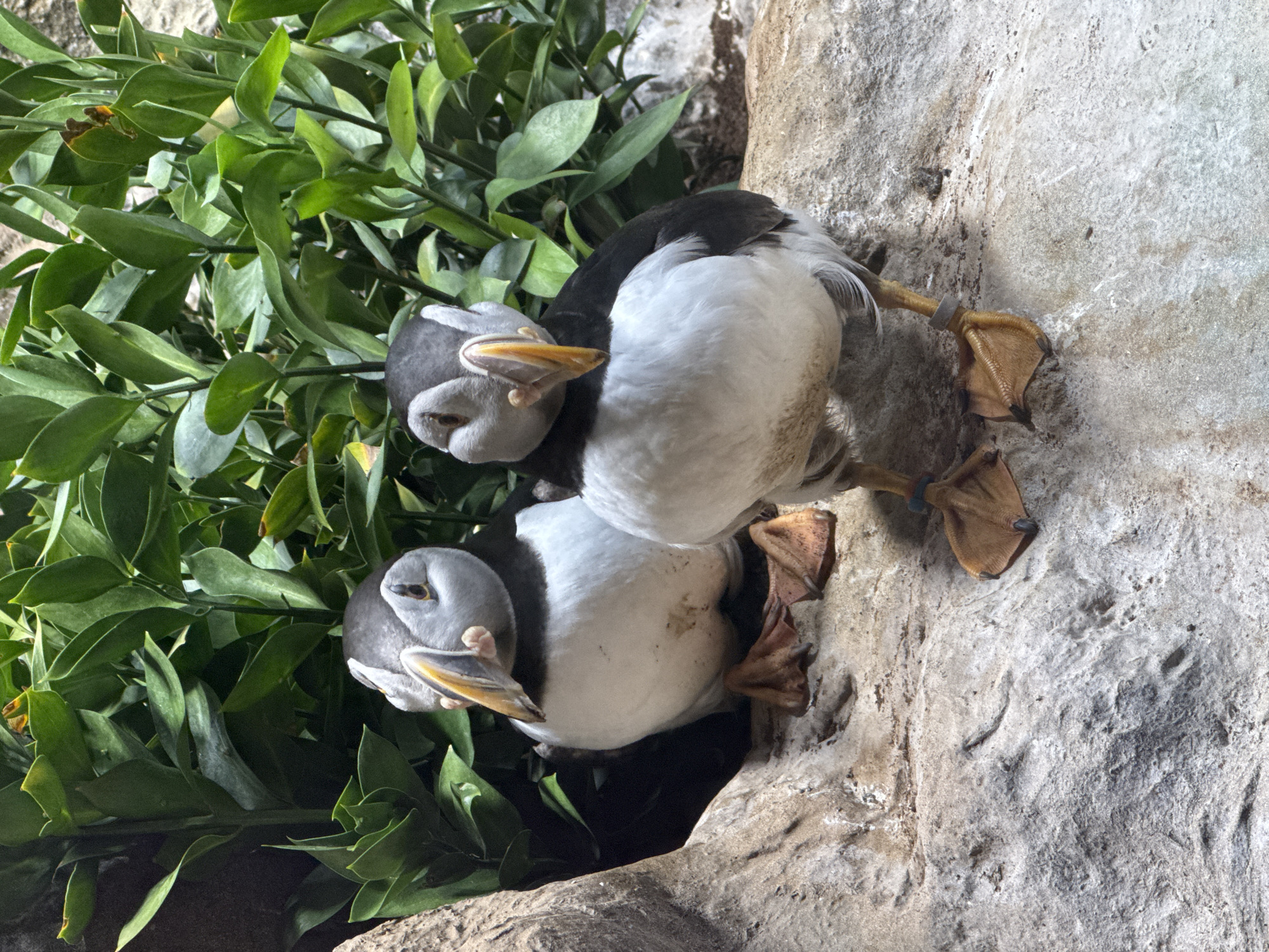 Zoo or marine park visit covering birds, fish, and sea lions